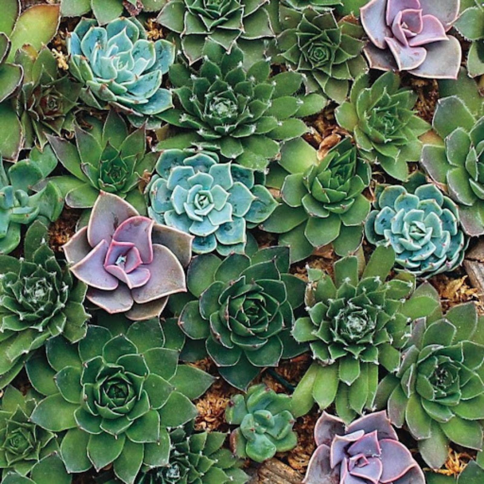 Hens and Chicks Seeds 100 Pack - Poppy Flower - Sempervivum tectorum - Succulent Plant Seeds for Garden and Landscaping