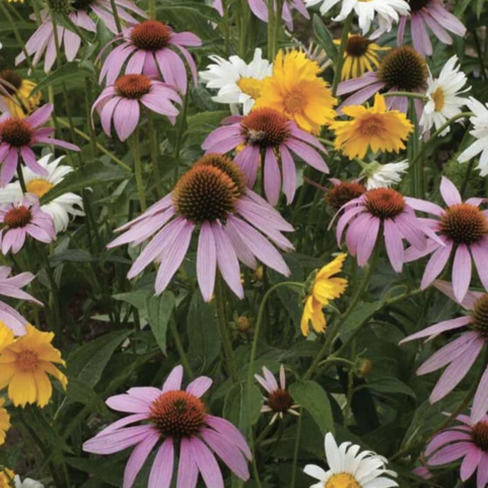 Perennial Wildflower Seeds Mix - Easy to Grow, Colorful Native Wildflowers for Gardens, Various Species