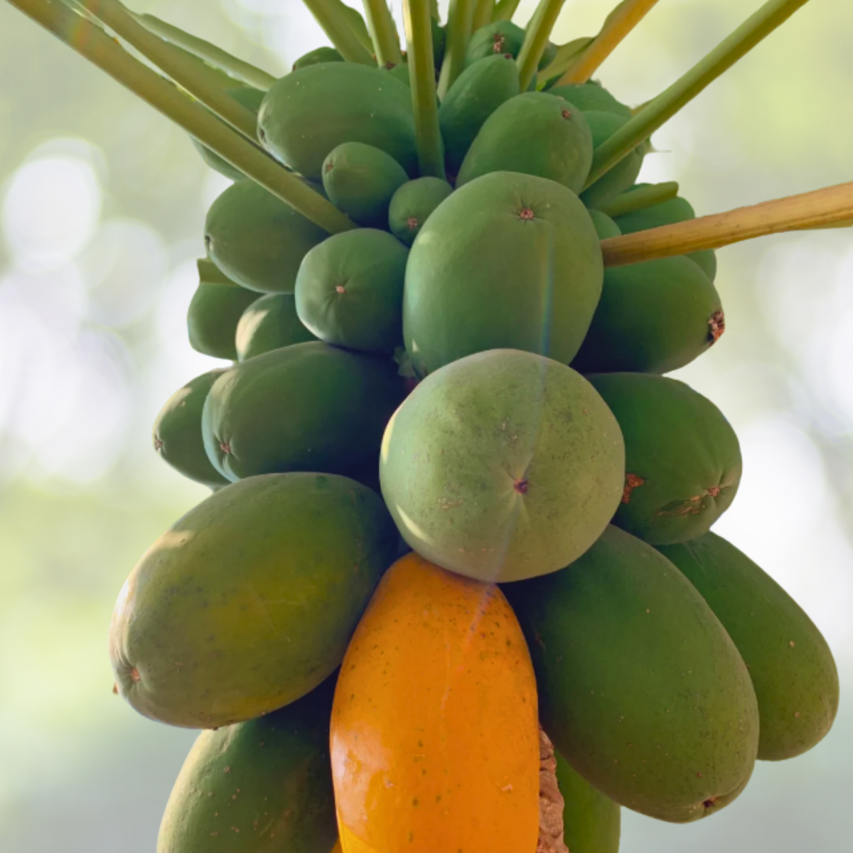 50pcs Red Heart Creamy Papaya Seeds - High-Quality Papaya Seeds for Home Garden - Carica papaya