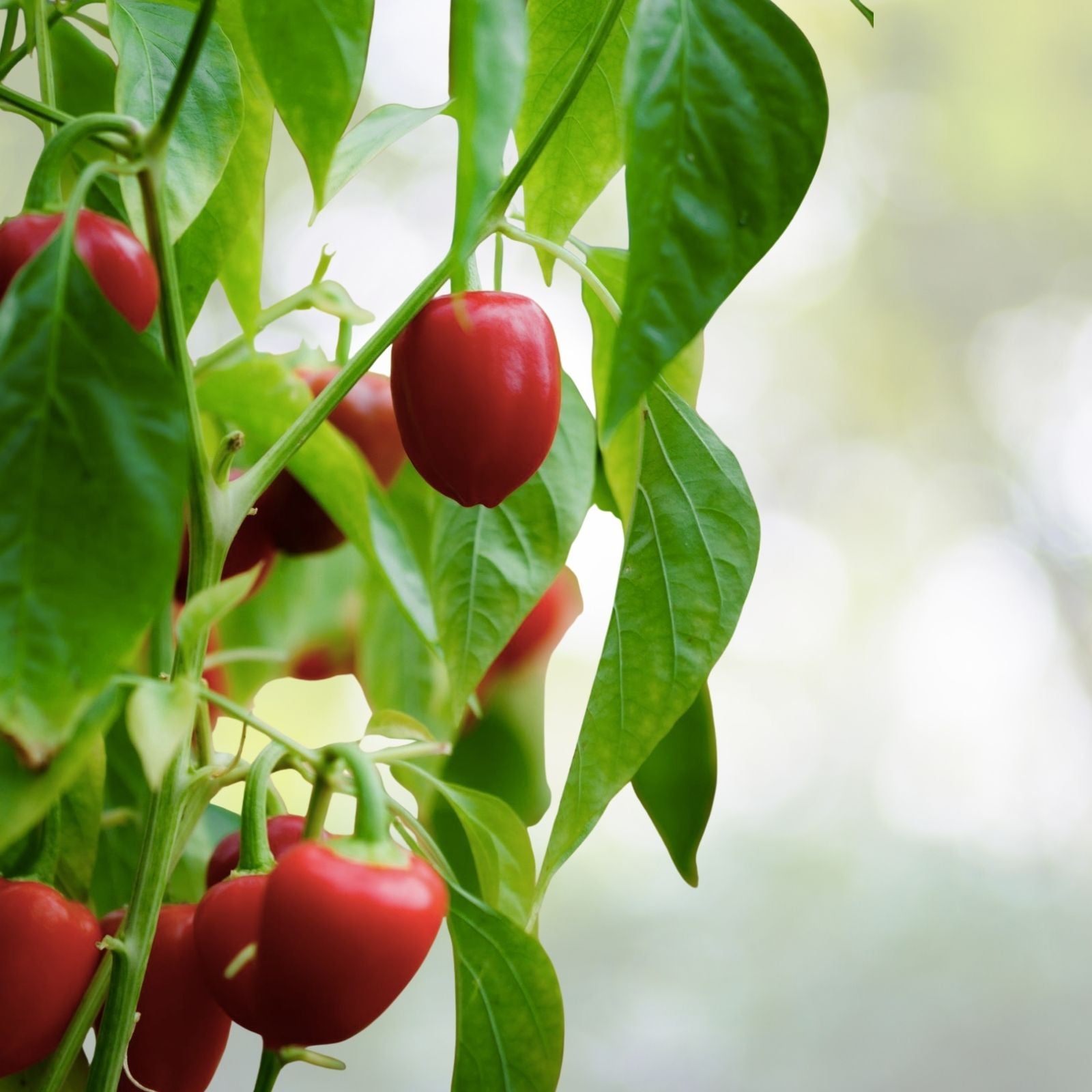 Red Cherry Sweet Pepper Seeds - NON-GMO Heirloom Fresh Garden Seeds - Capsicum annuum