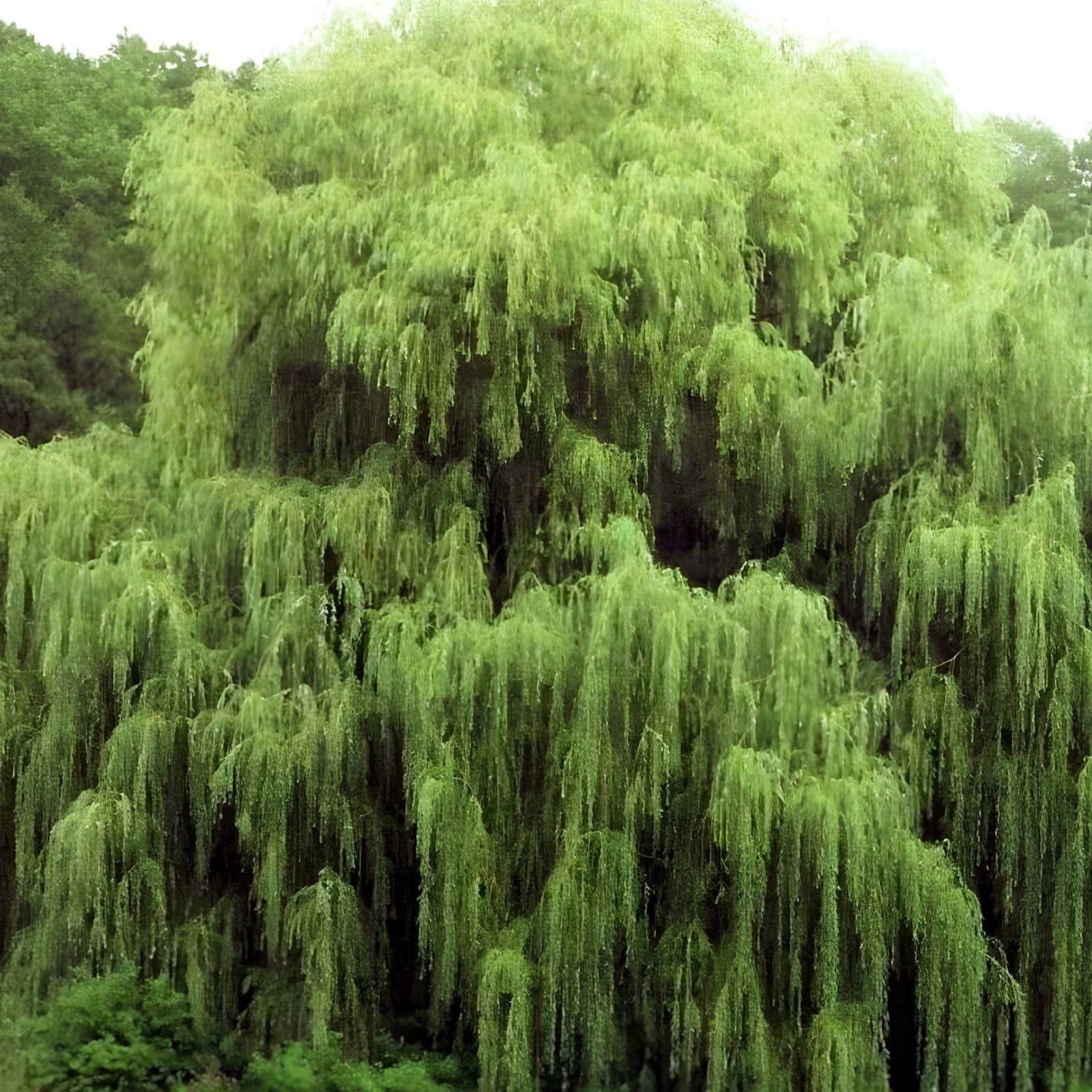 Golden Weeping Willow Trees 2 Pack - Live Plants with Arching Branches - Salix babylonica