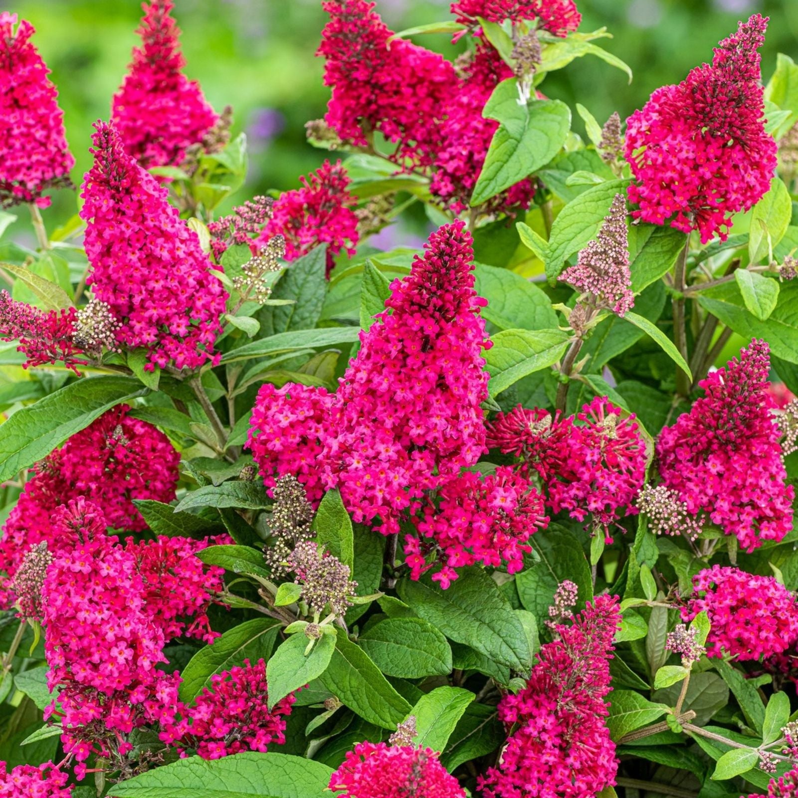 Butterfly Bush Live Rooted Cuttings 5 Pack Ruby - Fast Growing Pollinator Magnet Buddleja davidii
