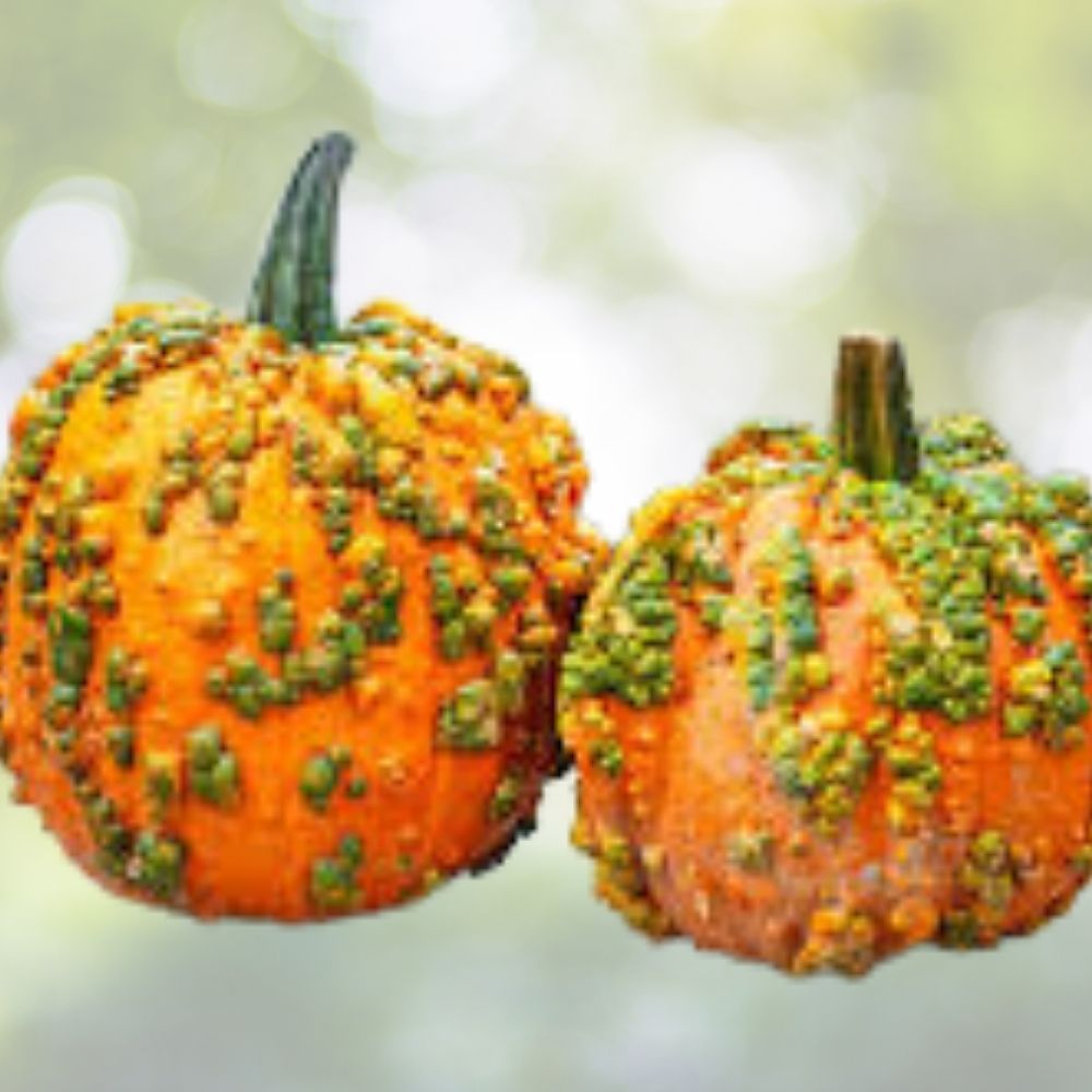 Organic Knucklhead Pumpkin Seeds 10 Pack USA Grown Cucurbita pepo Heirloom Vegetable Garden