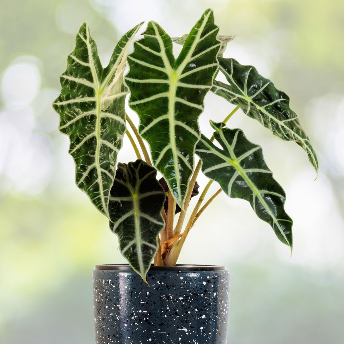 Alocasia Polly Plant in 6" Pot | Exotic Indoor Houseplant | Alocasia Amazonica Polly