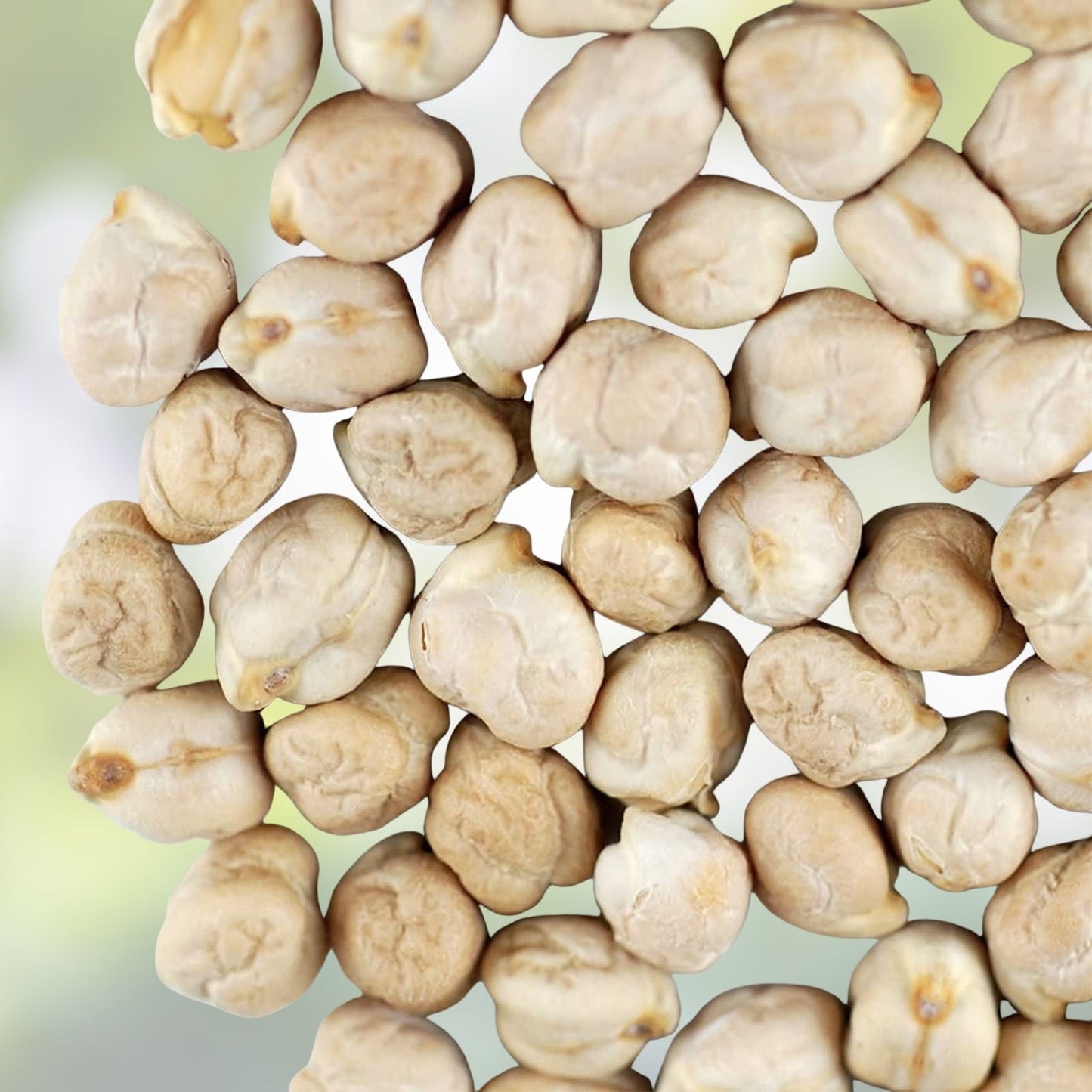 Garbanzo Bean Seeds - Organic Non-GMO Chickpea Seeds for Planting, Cicer arietinum, Edible Legume Seed