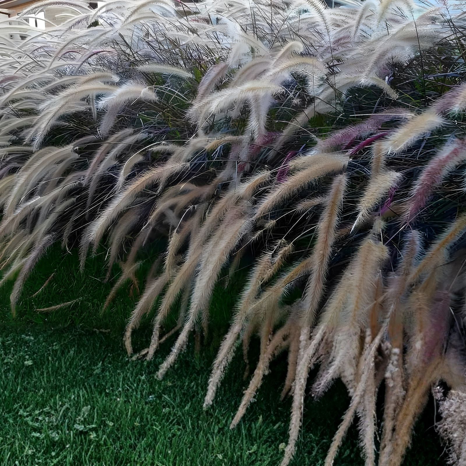 Bulk Prairie Grass Seed 10,000 Count - Native Drought Tolerant Ornamental Grass Seed for Landscaping and Wildflower Gardens