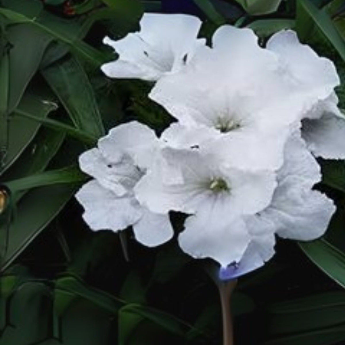 Dwarf-White-Mexican-Petunia-Live-Plant-3-to-4-Inch-Tall-Ruellia-brittoniana-No-Pot-Shipping