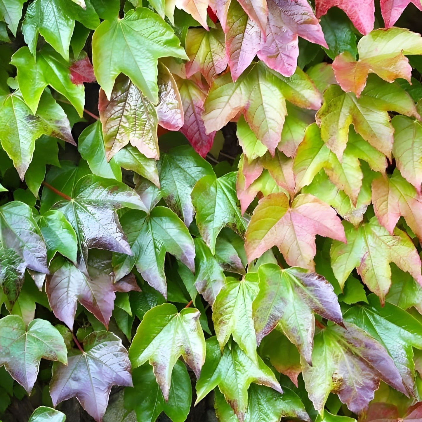 Boston Ivy Seeds 50 Count - Easy to Grow Climbing Vine - Parthenocissus tricuspidata - Ships from Iowa, USA
