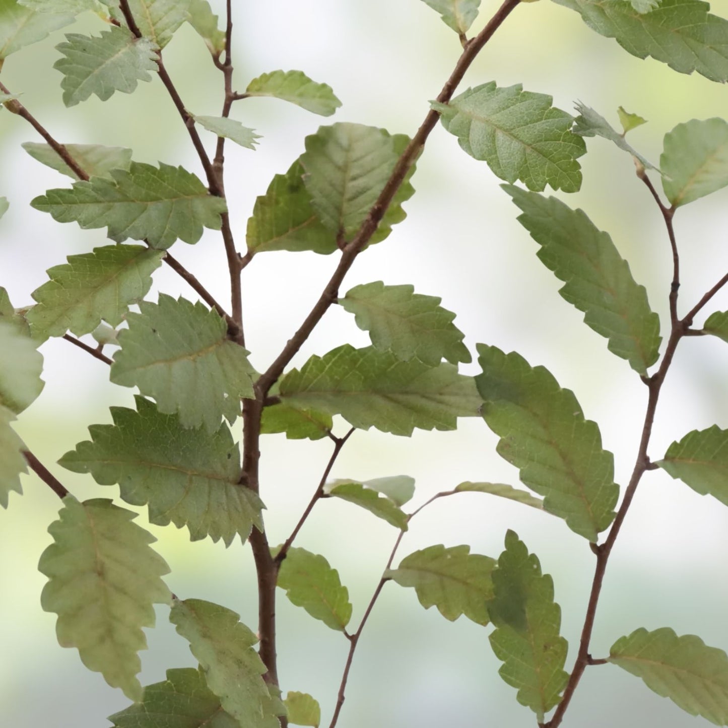Organic Elm Tree Cuttings 6" Long, 4 Pack, Ulmus Americana, Non-Rooted, Grown in U,S,A,