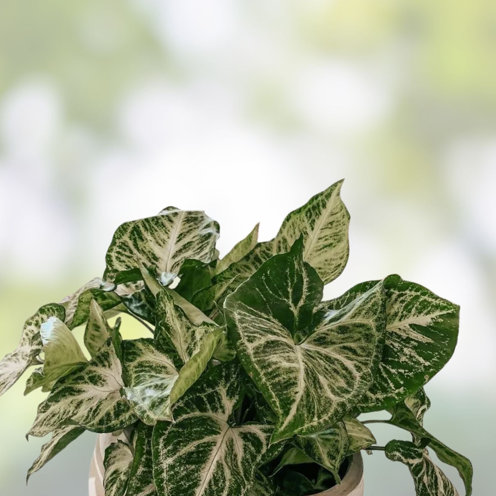 Rooted Arrowhead Vine Cuttings 15 Pack, Syngonium Podophyllum, Easy Care Indoor Plants, Green Foliage, Houseplant Collection