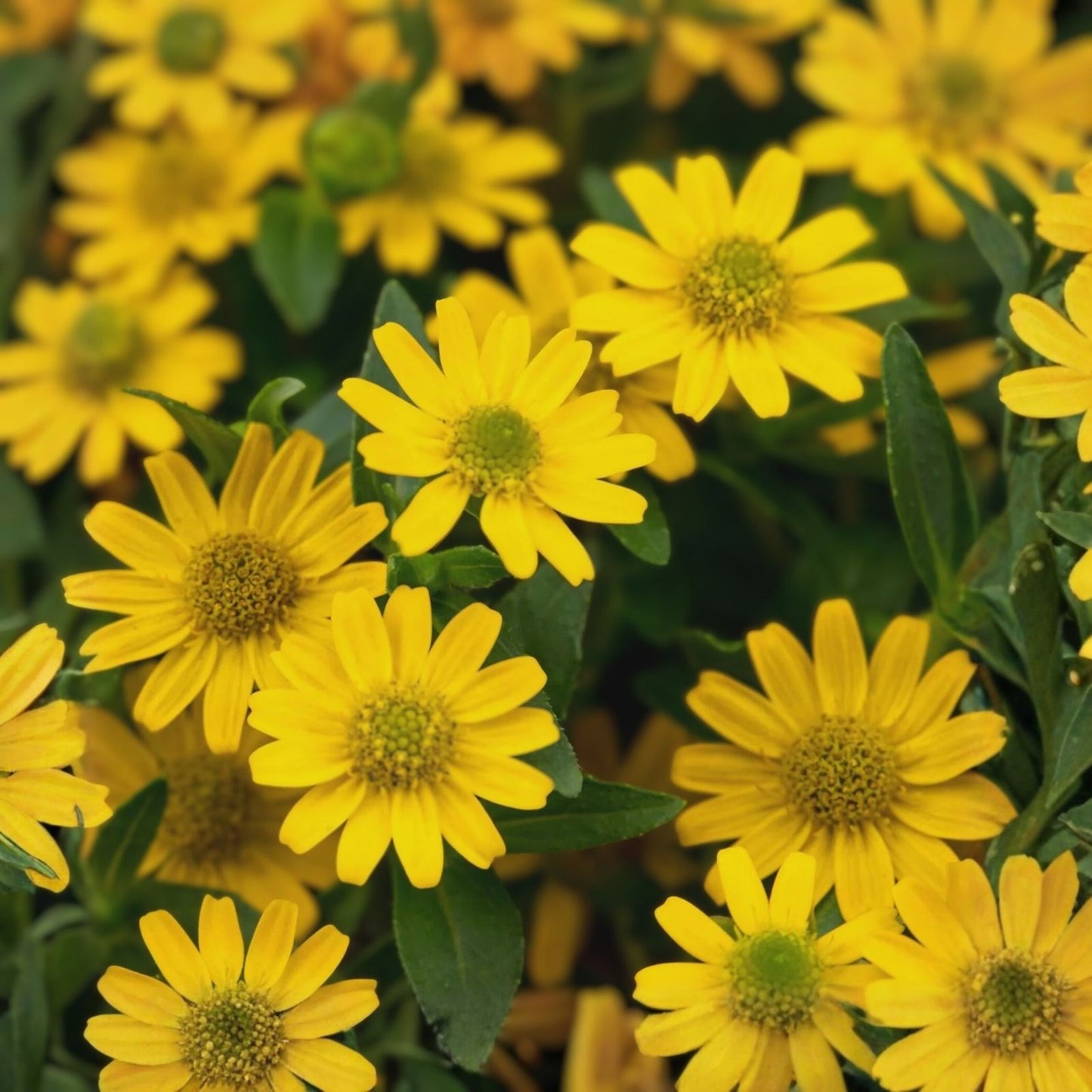Creeping Zinnia Flower Seeds - 500 Bulk Ground Cover Seeds - Zinnia Profusion Series - Rock Garden, Drought Tolerant, Easy to Grow