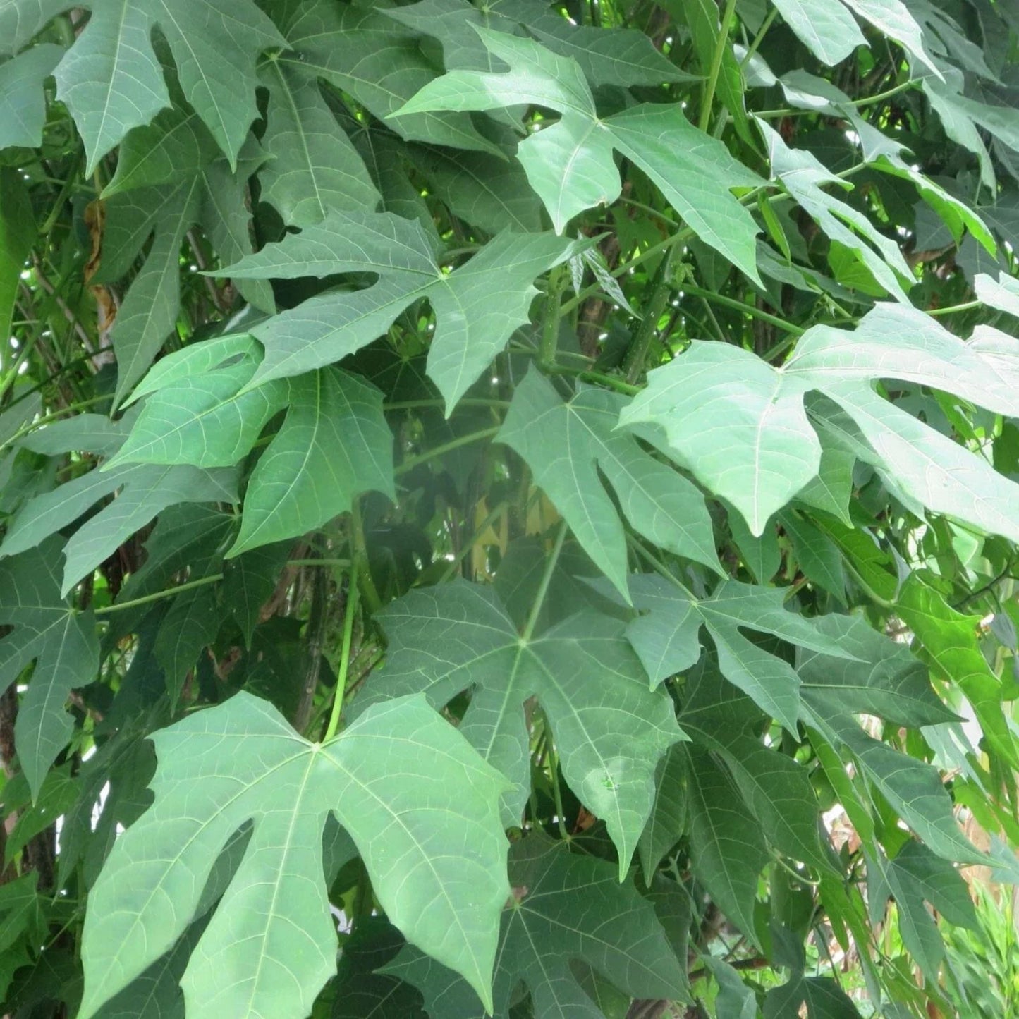 Maple Leaf Chaya Cuttings Organic Edible Plant Non-Sting Cnidoscolus chayamansa 7 Pack for Gardening
