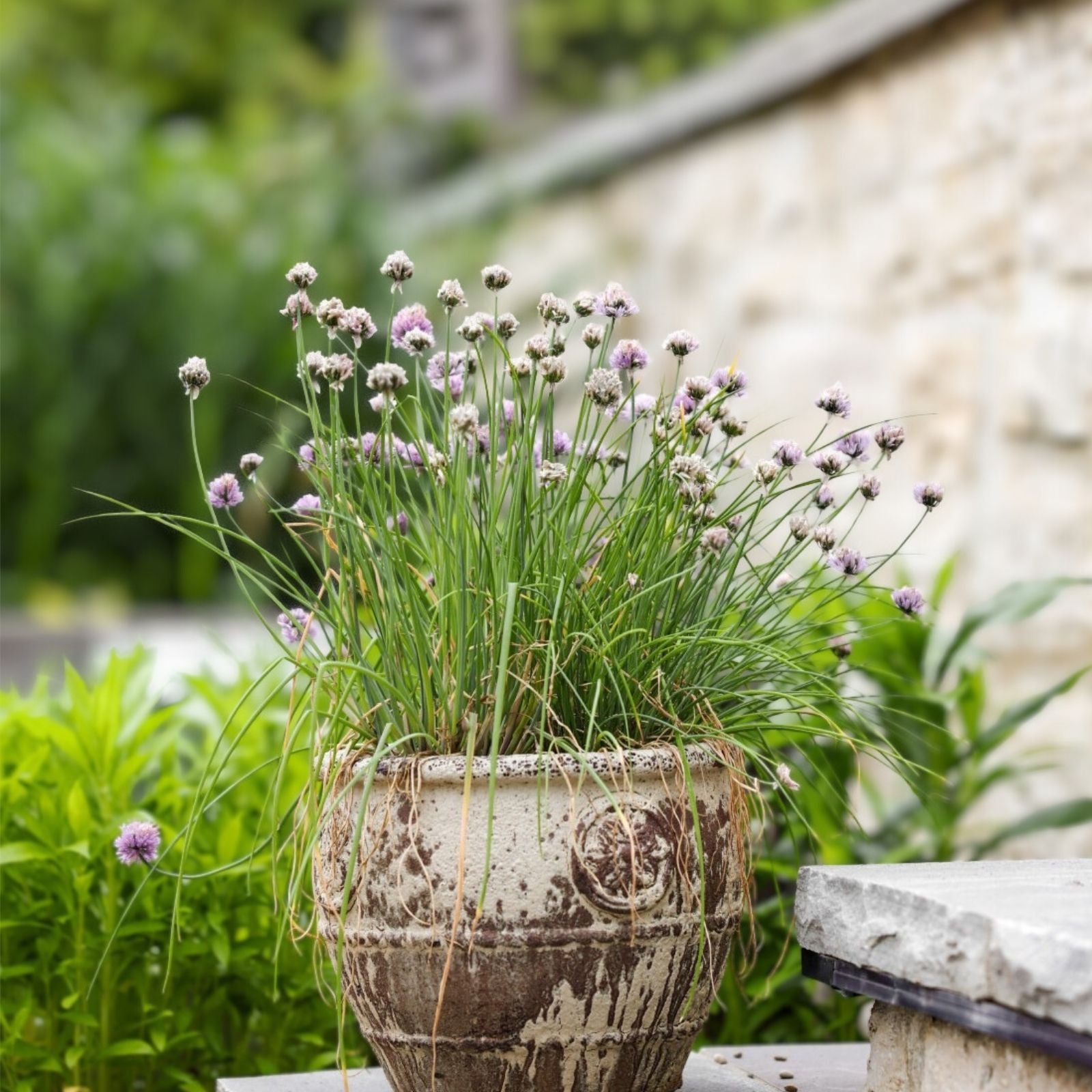 Herb Garden Collection - Small Heirloom Seeds Pack with Basil, Thyme, Parsley, Chives, Oregano for Home Gardening