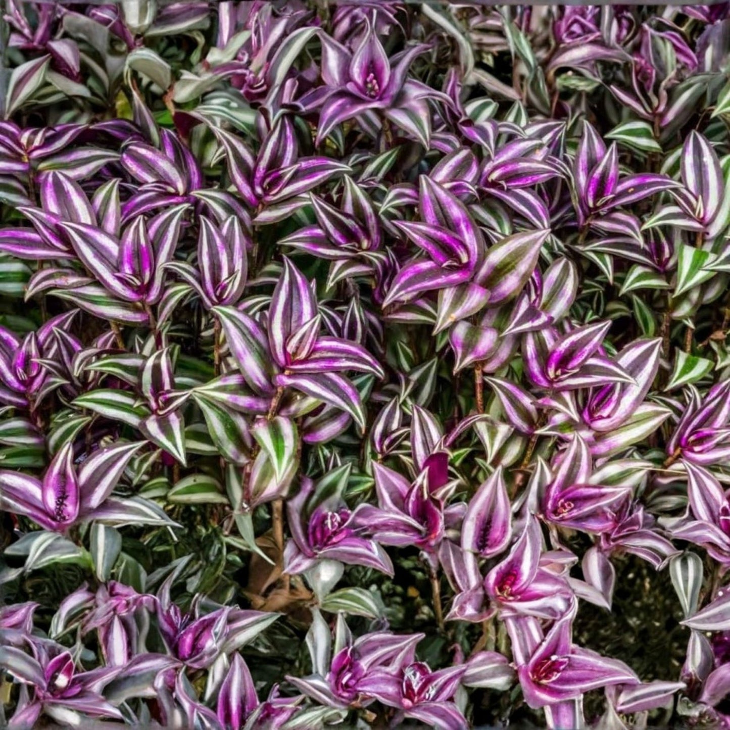 Purple Furry Wandering Jew Cuttings in 2" or 4" Pot, Tradescantia zebrina, Easy Care Indoor Plant