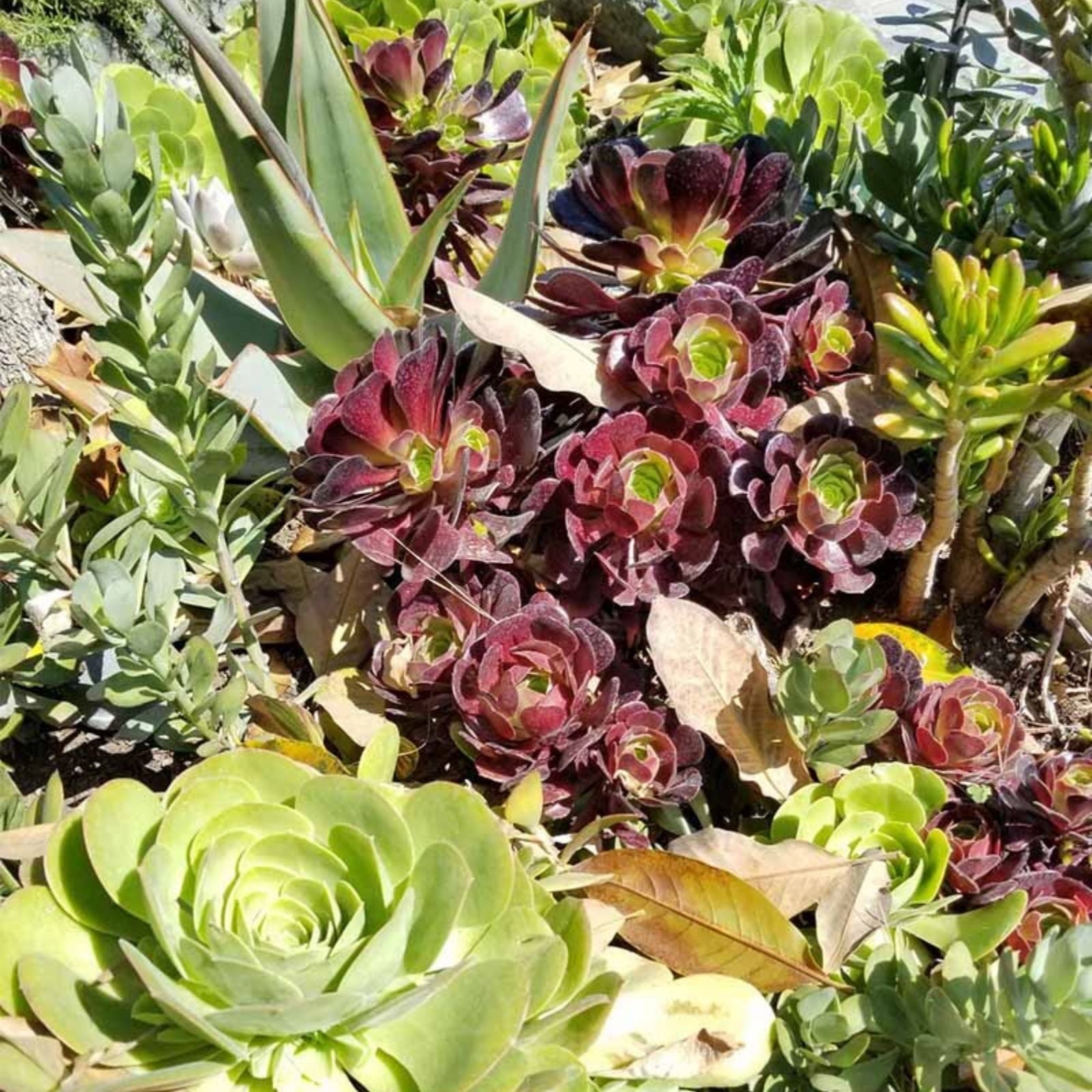 30 Fresh Succulent Cuttings Assorted Varieties 2-4 Inches for DIY Projects, Home Decor, Gardening