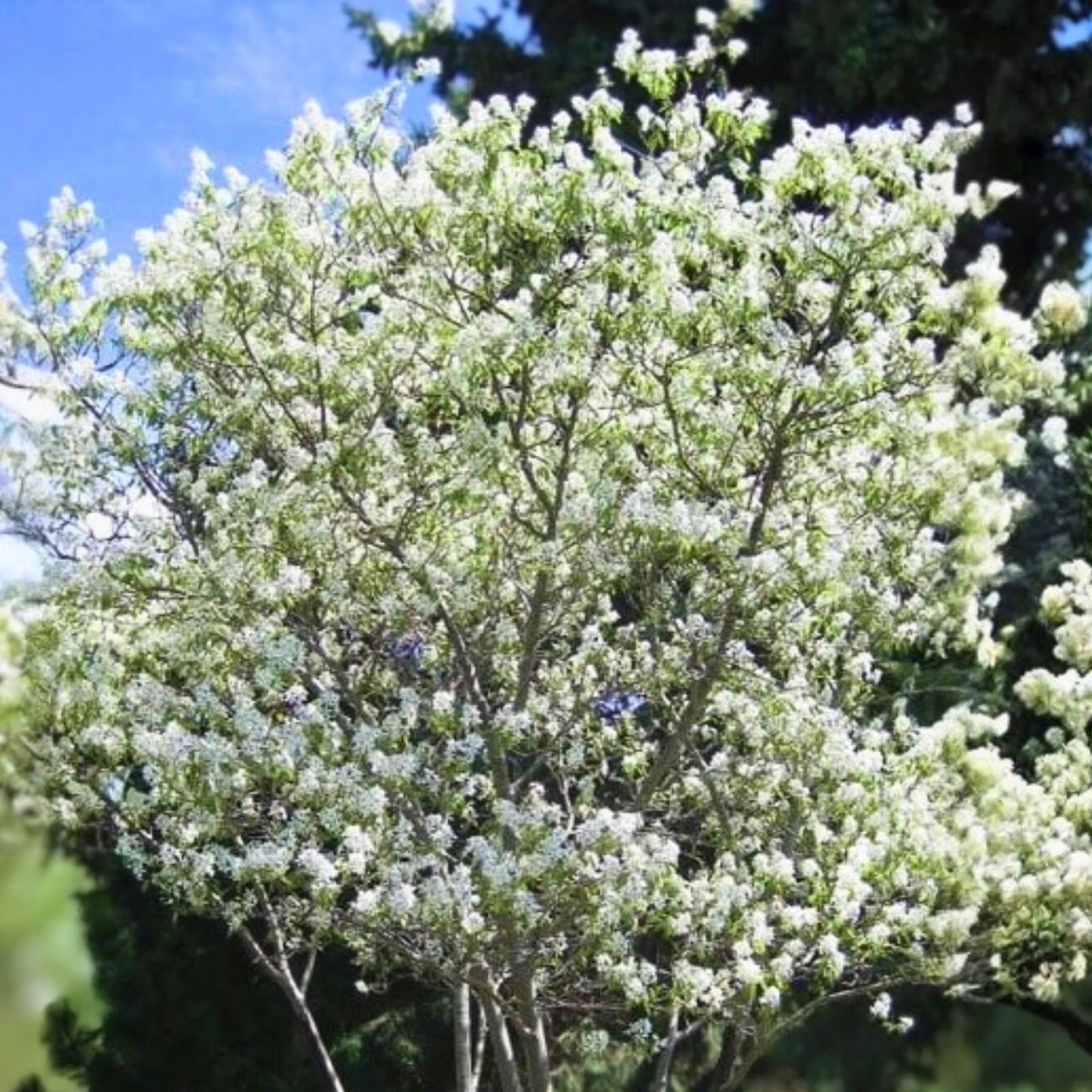 Serviceberry Live Plant 16-24 Inches, Flowering Shrub, Amelanchier arborea, 2-3 Years Old, Garden Landscape Tree