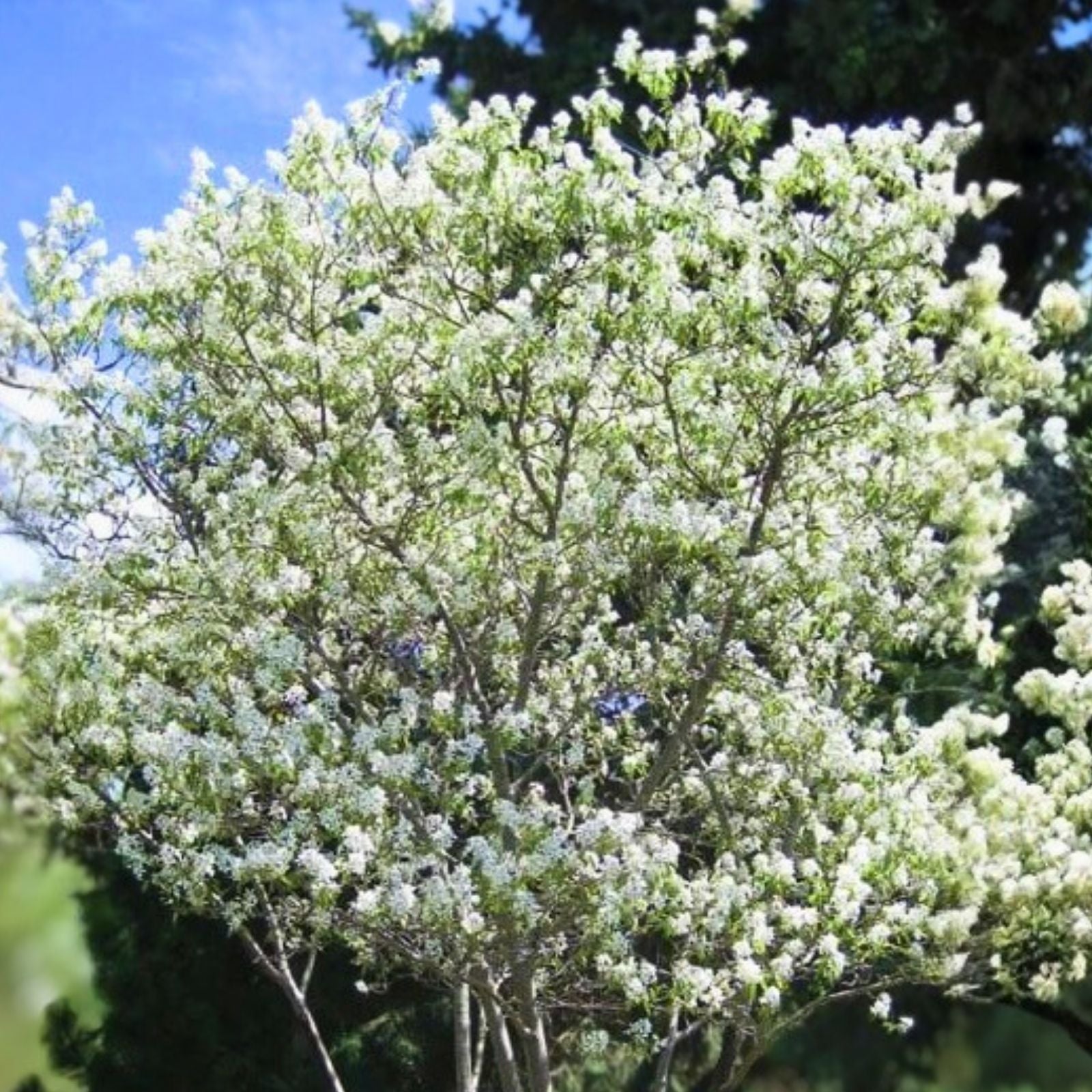 Serviceberry Live Plant 16-24 Inches, Flowering Shrub, Amelanchier arborea, 2-3 Years Old, Garden Landscape Tree