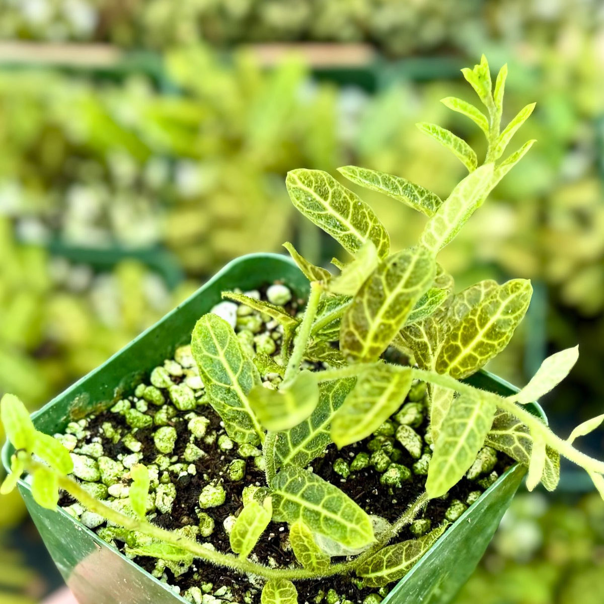 Rare Solanum Evolvulifolium Live Plant in 4" Pot | Tropical Vine with Delicate Leaves | Unique Addition for Plant Collectors