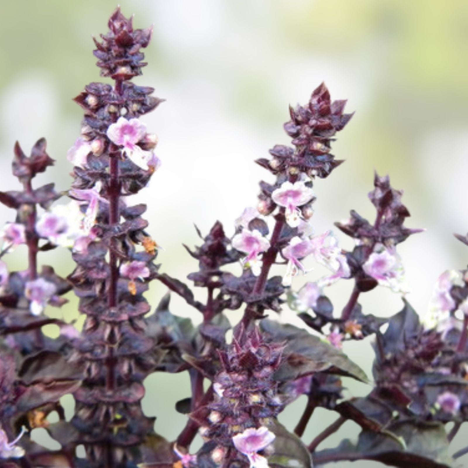 Purple Dark Opal Basil Seeds – 50+ Heirloom Culinary Herb Seeds – Ocimum basilicum Dark Opal for Garden and Cooking
