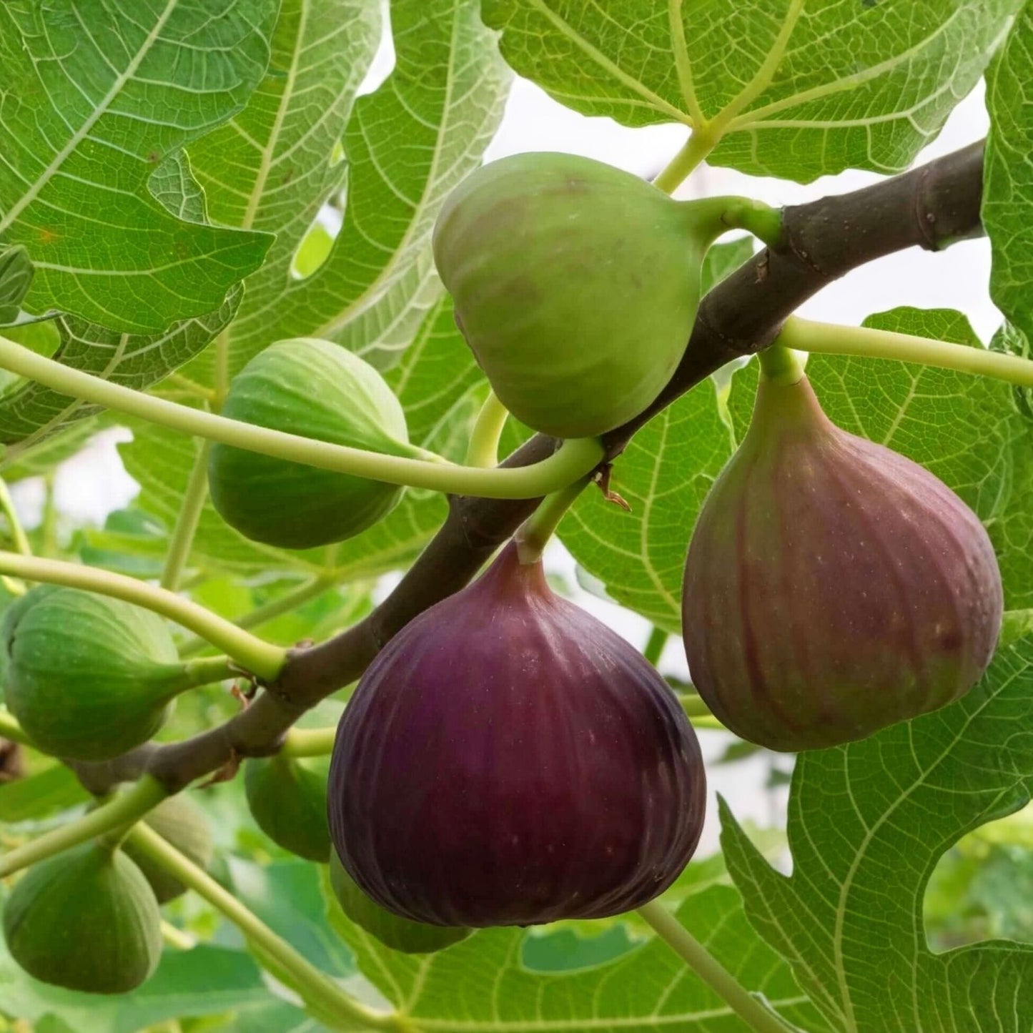American Hazelnut Tree Plants, 12-18 Inches, Live Bareroot, Set of 2, Corylus americana, Hardy Zones 5-9