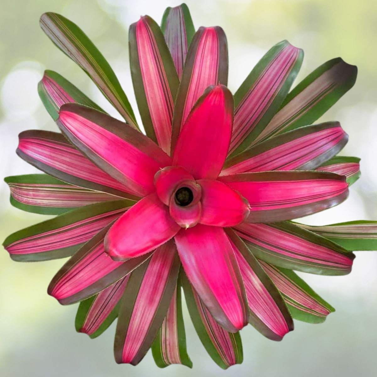 Neoregelia Plant 6" - Hawaii Variety - Vibrant Bromeliad - Neoregelia spp. - Live Indoor Tropical Houseplant
