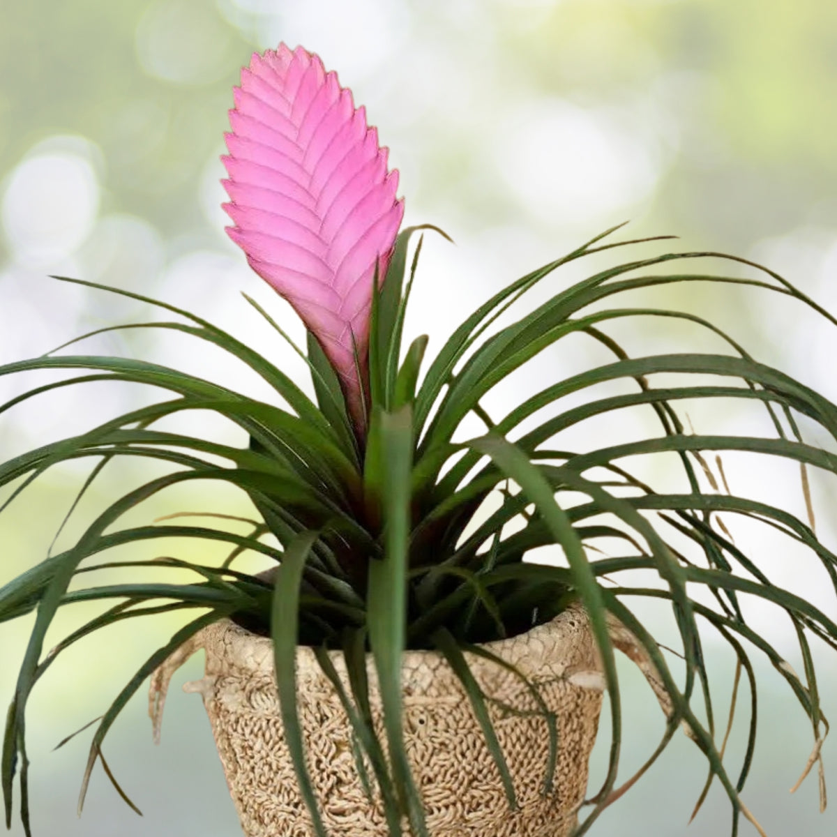 Pink Quill Bromeliad Plant - Tillandsia Cyanea with Flower - Easy Care Air Plant for Terrariums & Decorative Displays