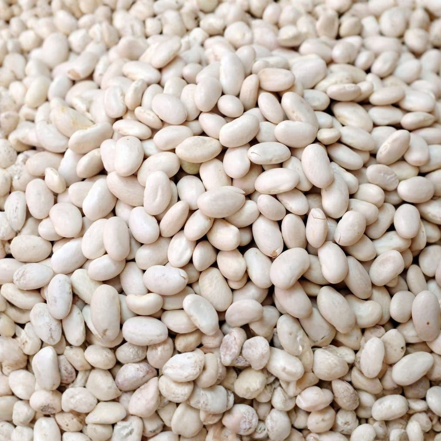 Navy Bean Seeds 50 Pack, White Kidney Bean Variety, Phaseolus vulgaris, Organic Vegetable Seeds for Planting