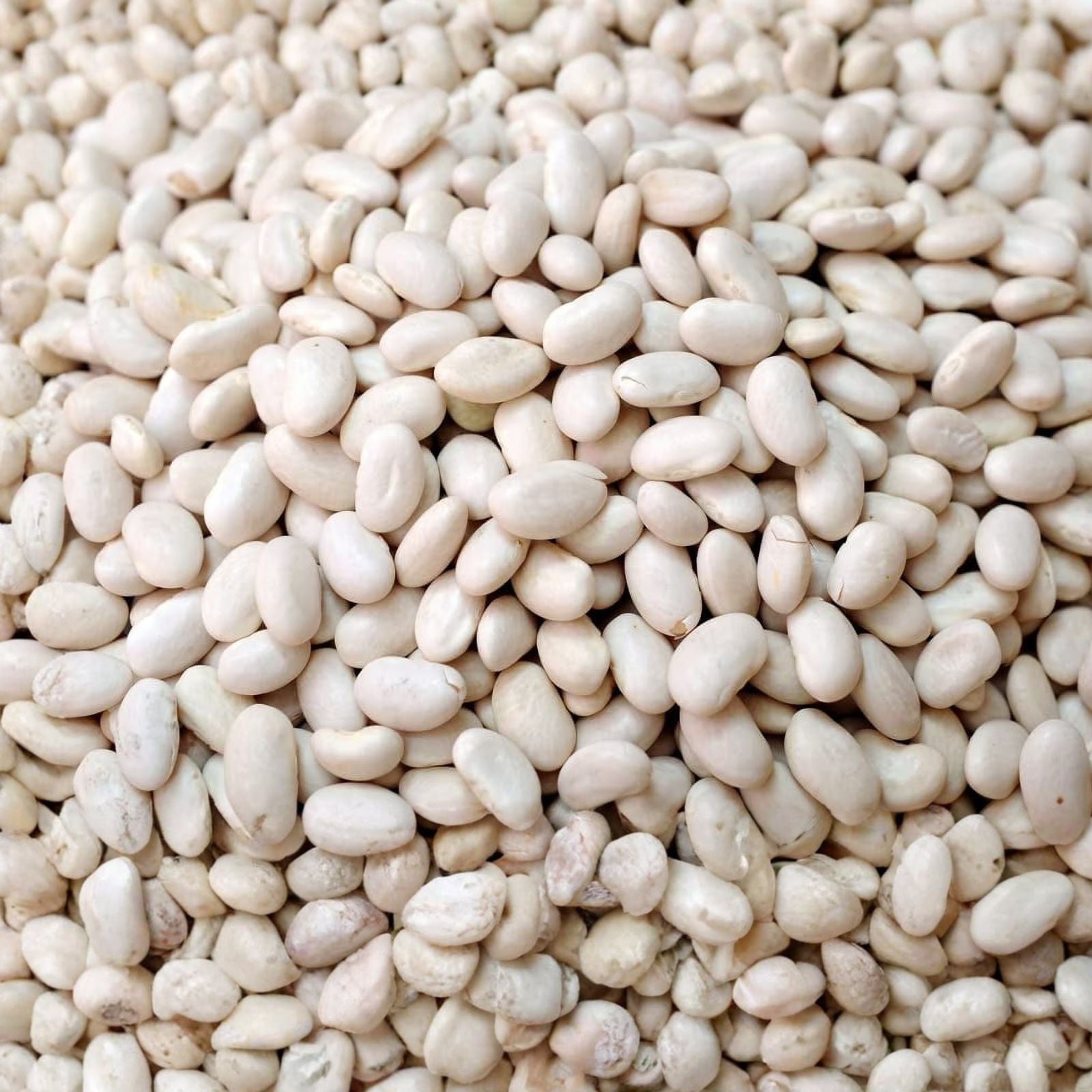Navy Bean Seeds 50 Pack, White Kidney Bean Variety, Phaseolus vulgaris, Organic Vegetable Seeds for Planting