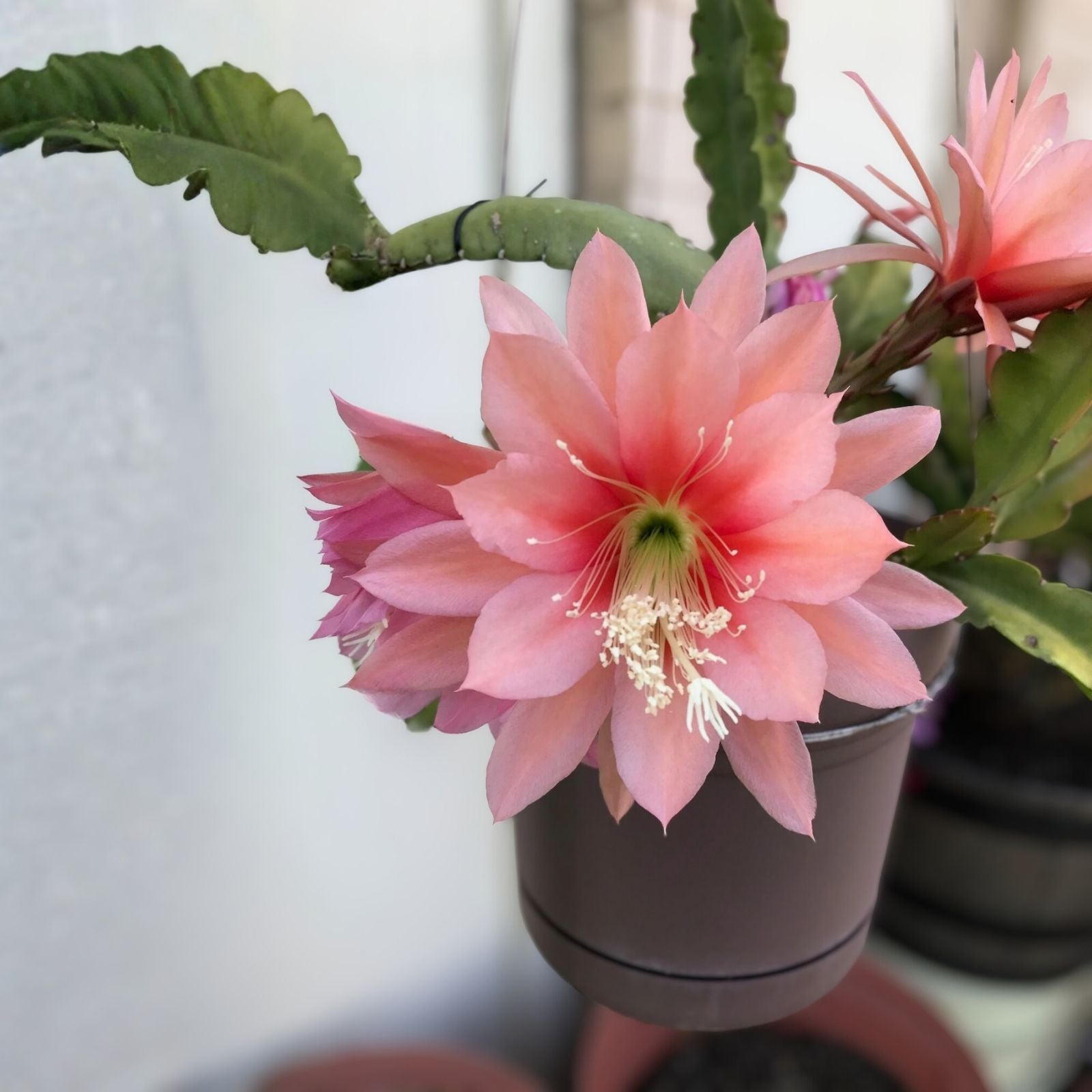 Epiphyllum Orchid Cactus Cutting MOR MOR Variety Don's Cuttings for Plant Enthusiasts