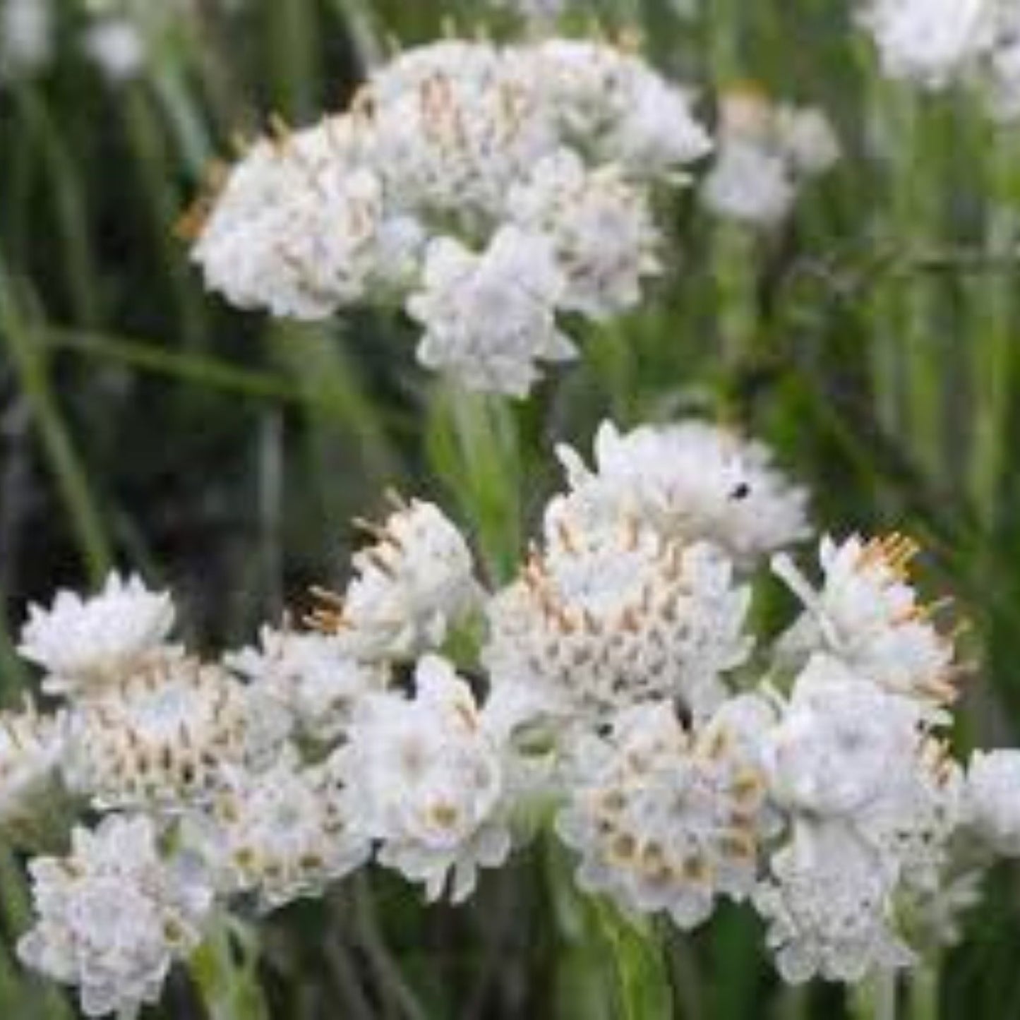 500 Antennaria Seeds White Pussytoes Perennial Ground Cover Plant Antennaria dioica