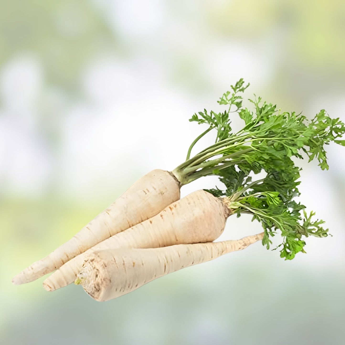 All American Parsnip Seeds - 250+ Seeds - Rare Garden Vegetable - Pastinaca sativa - Heirloom Root Vegetable Seed