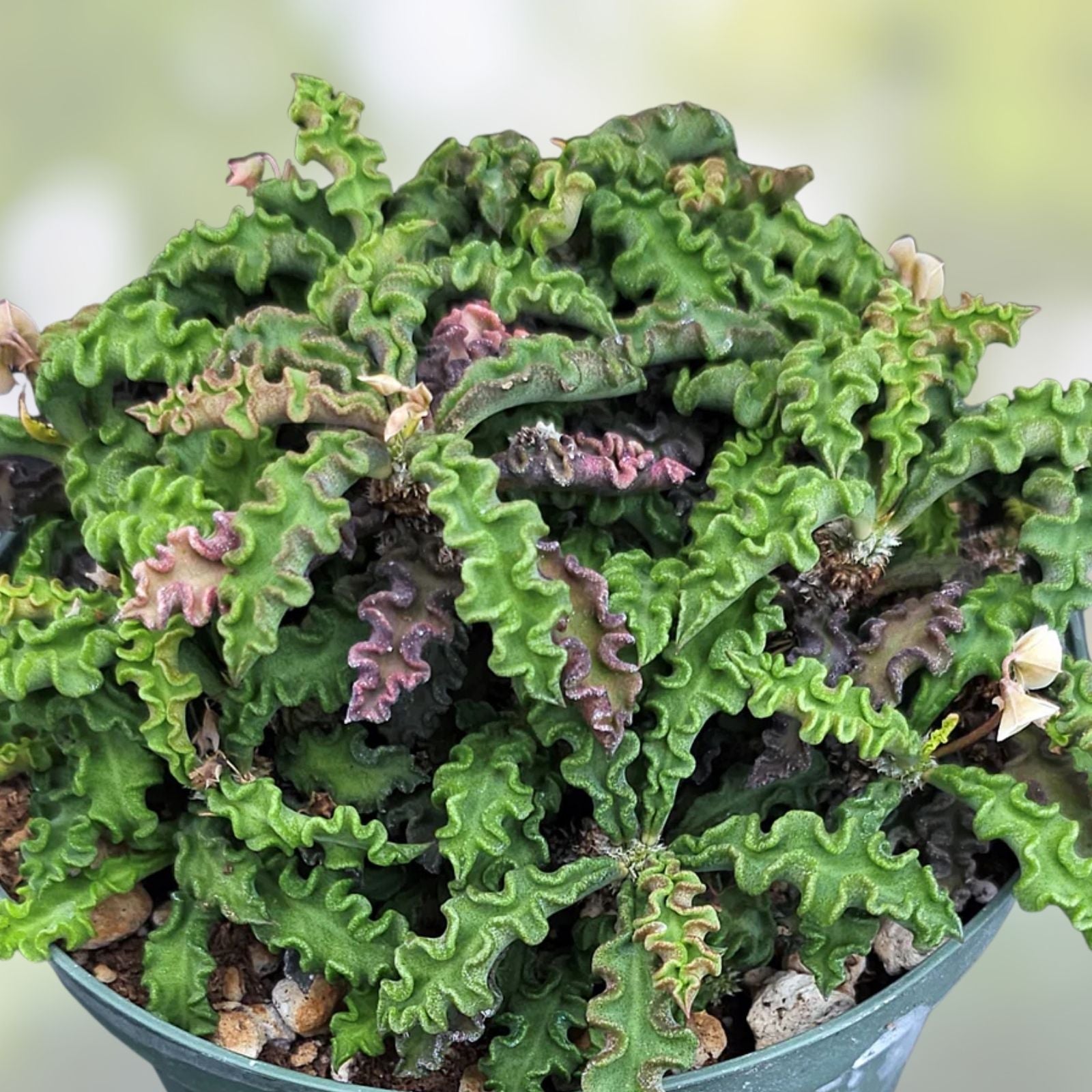 Euphorbia Decaryi Plant - Unique Succulent for Home Decor - Drought-Tolerant Indoor Outdoor Plant - Euphorbia decaryi