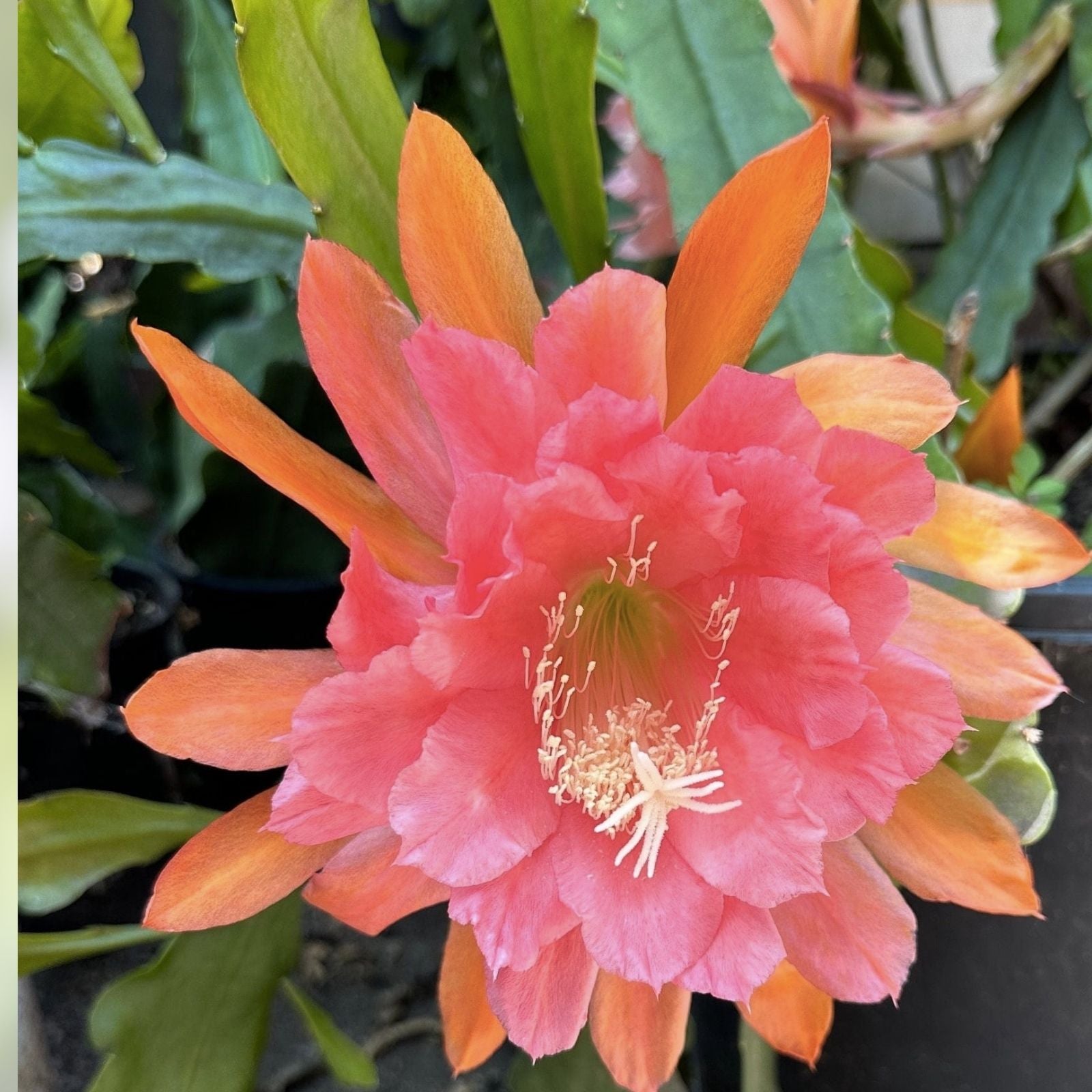 Unrooted Epiphyllum Cuttings - American Sweetheart - 8-10 Inches Long - Epiphyllum oxypetalum Succulent Plant
