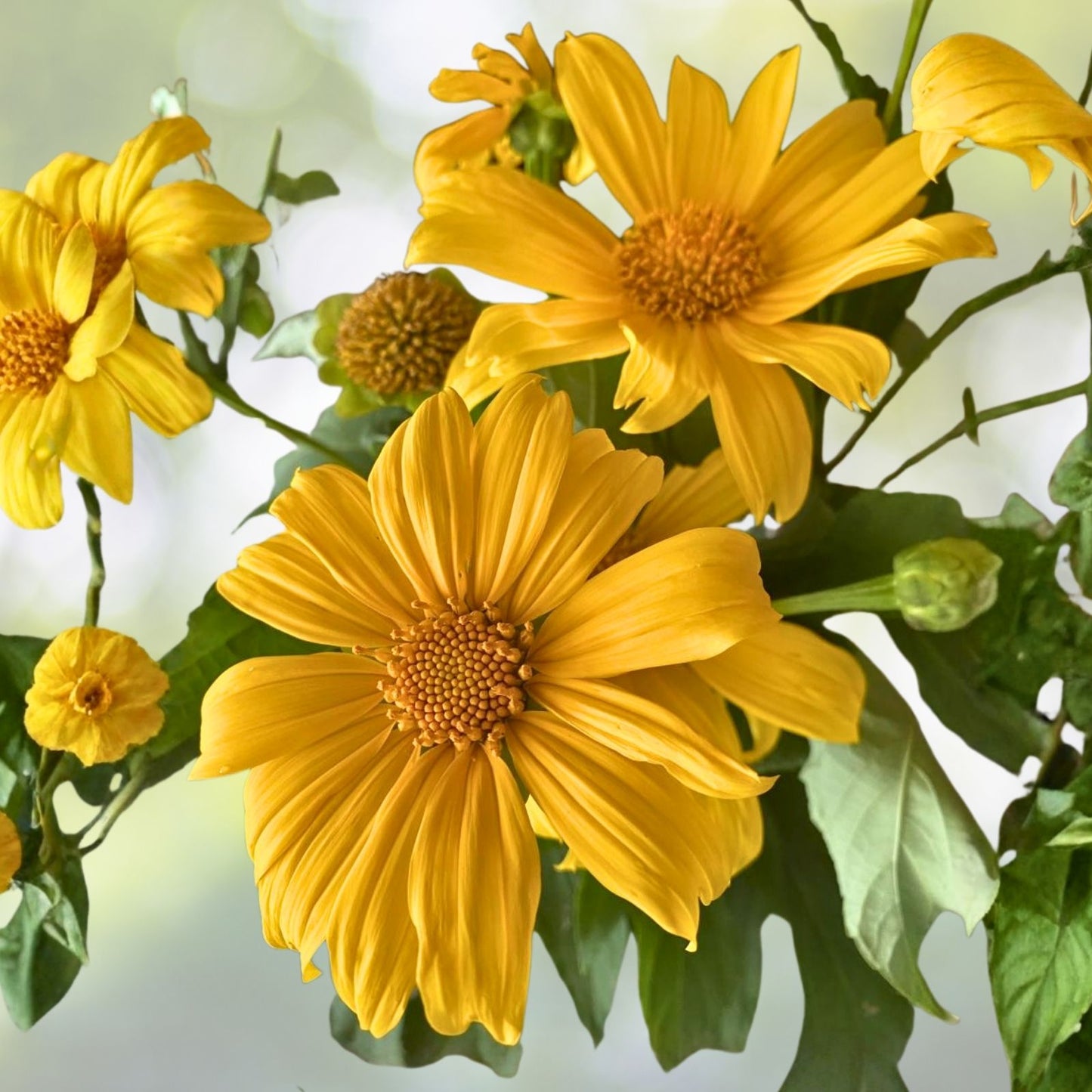 Mexican Sun Flower Clippings, Organic Perennials, Fragrant Starter Pack, Helianthus maximiliani, 5x Cuttings