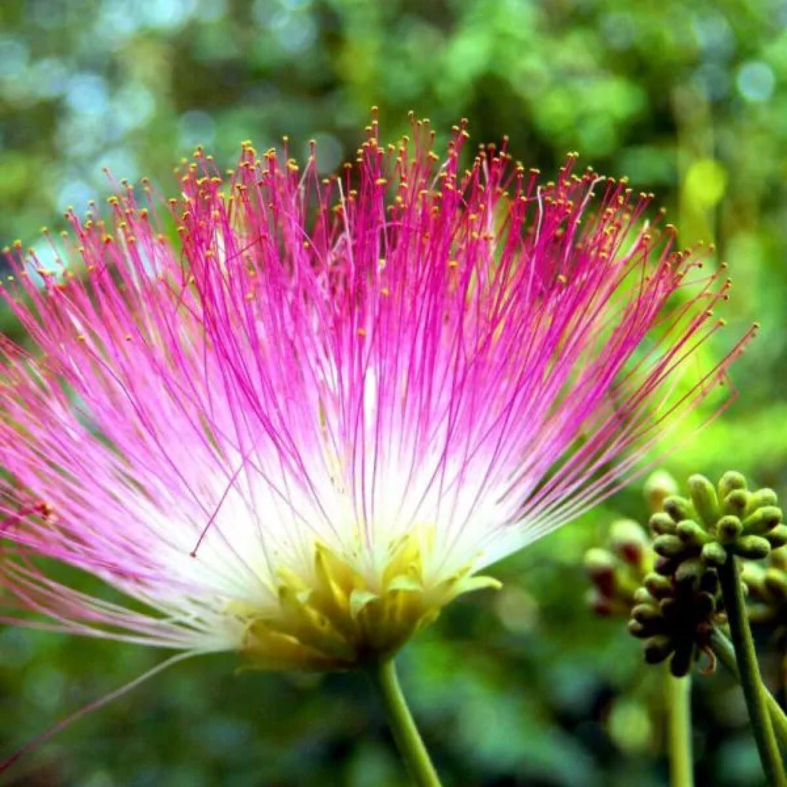 Pink Mimosa Tree Cuttings – 12 Unrooted Silk Flowers for Pollinators – Albizia julibrissin