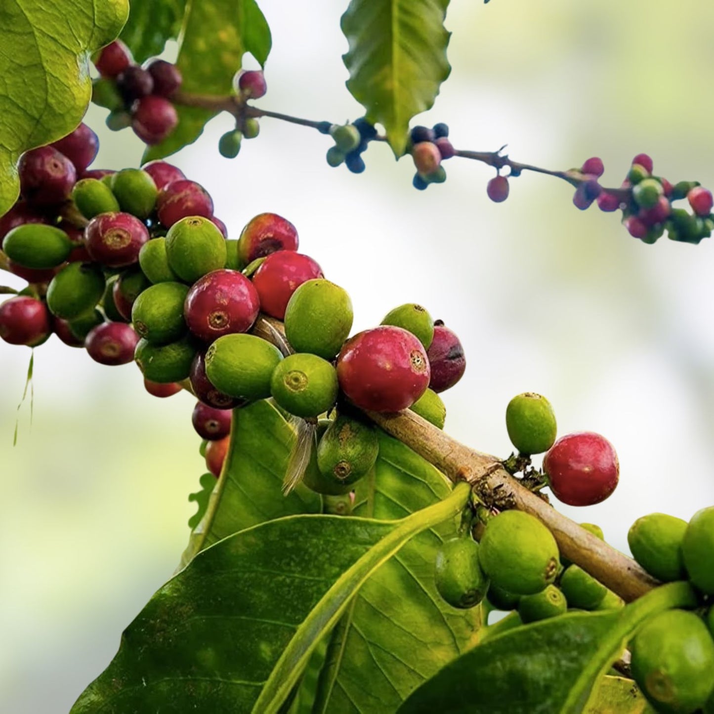 Arabica Coffee Bonsai Tree Seeds - 5 Pack for Indoor Gardening - Coffea arabica - Exotic Plant Seeds