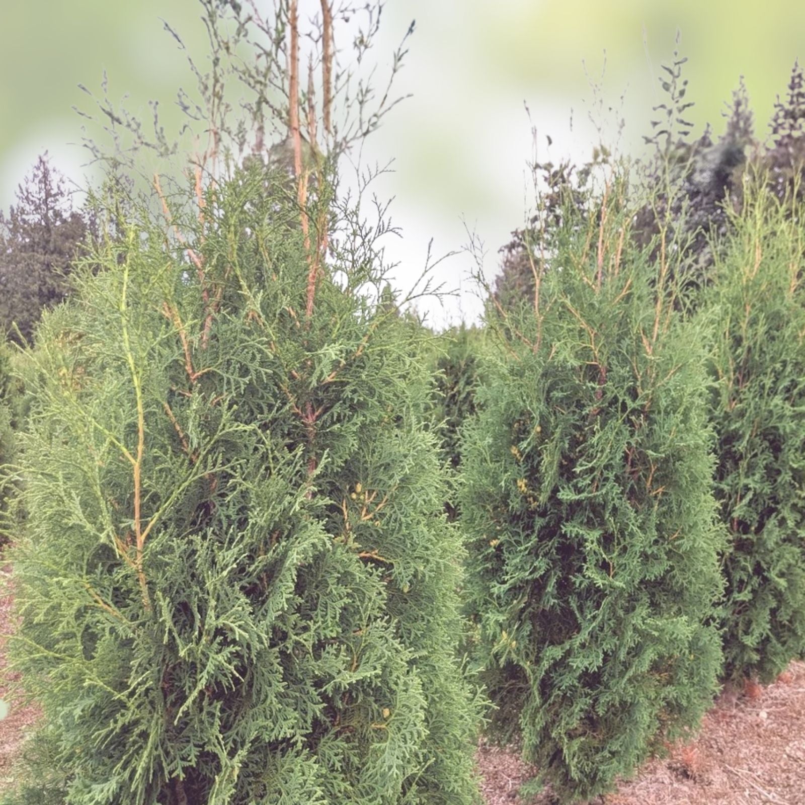 Thuja Occidentalis Brandon Live Bare Root Tree - Evergreen Starter Plant for Gardens and Landscapes
