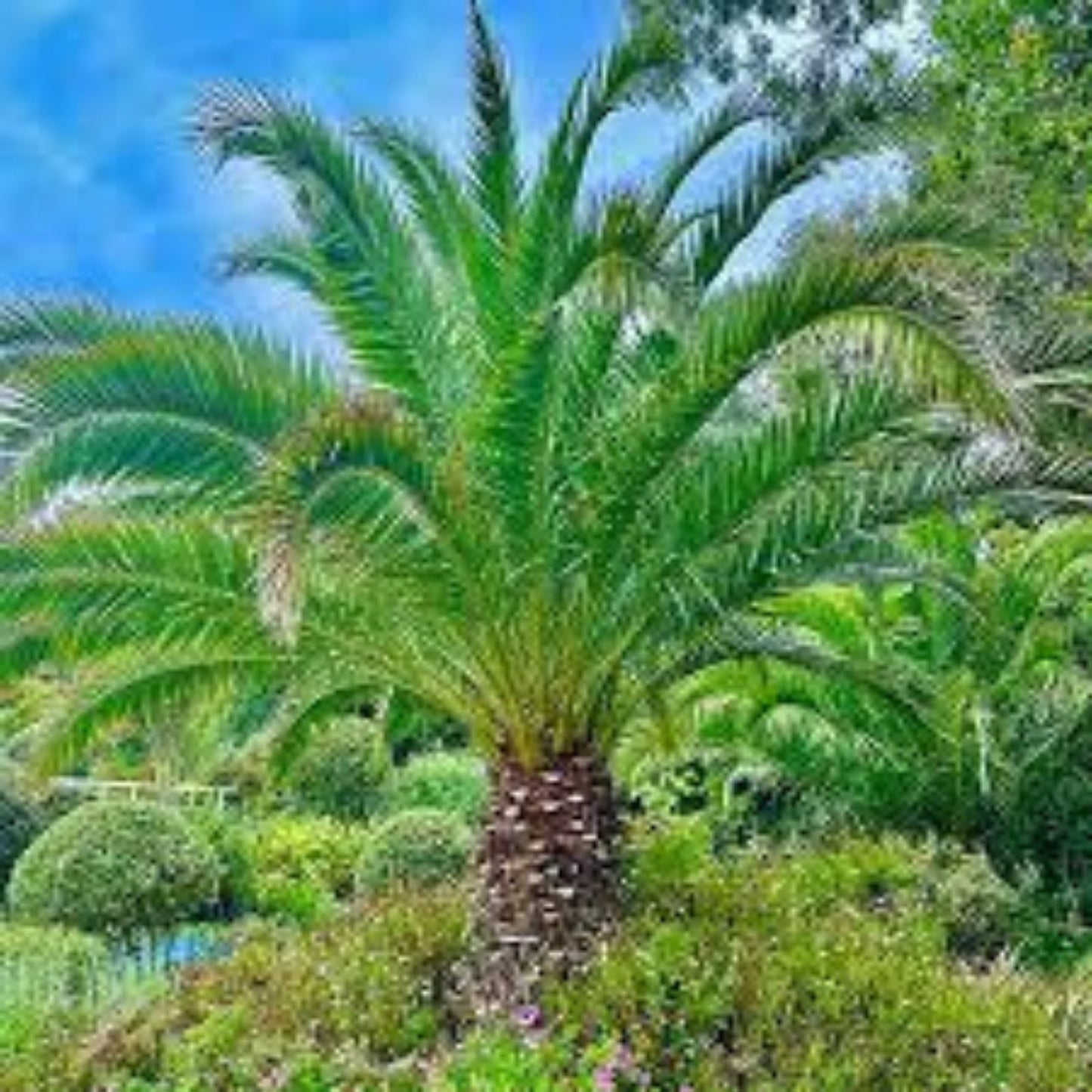 Canary Island Date Palm Tree, 1 Plant, Phoenix Canariensis, Tropical Indoor Outdoor Decorative Plant, 1.5+ Years Old