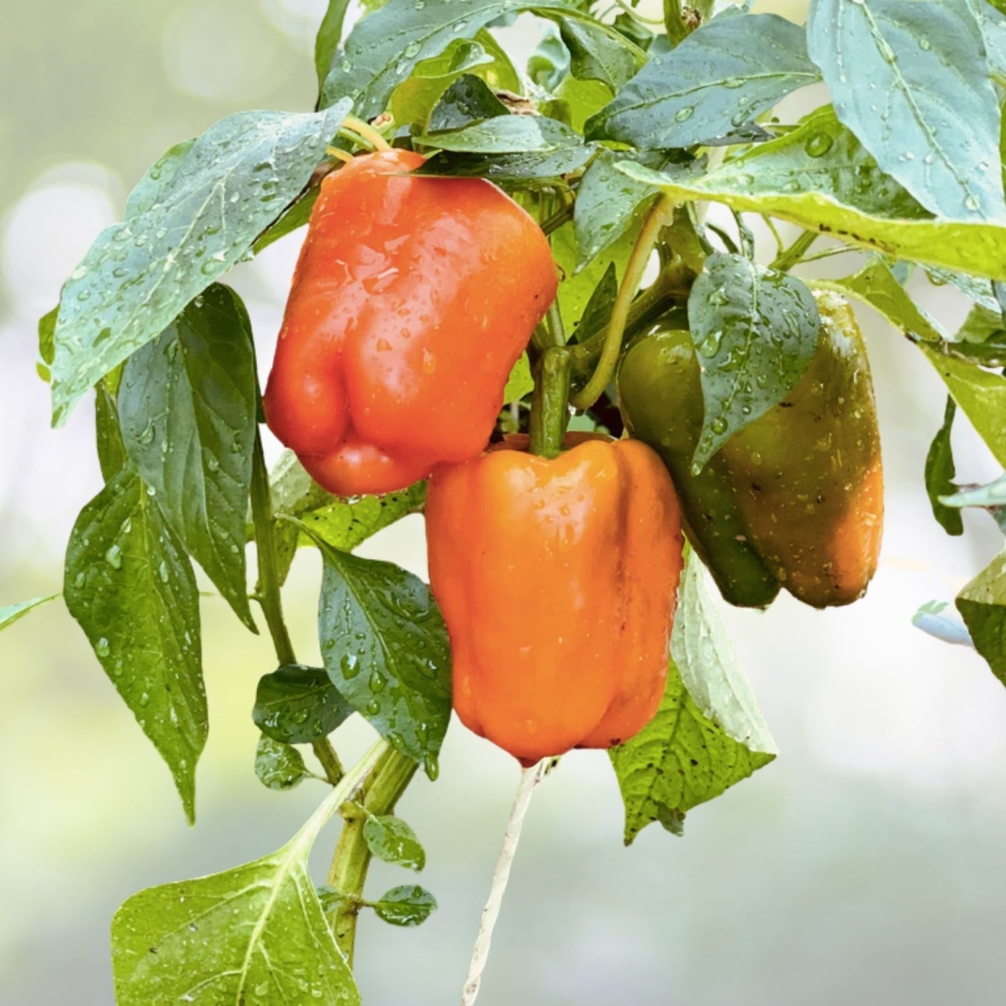 Organic Orange Sun Sweet Bell Pepper Seeds - 30+ Premium Seeds for Fresh Garden - Capsicum annuum