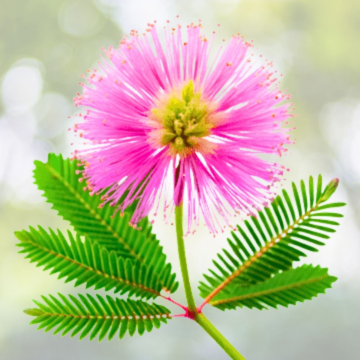 Touch-Me-Not Sensitive Plant 2" Pair, Mimosa Pudica, Live Shy Shameplant, Easy Care Houseplant, Fern-Like Foliage, USA Seller