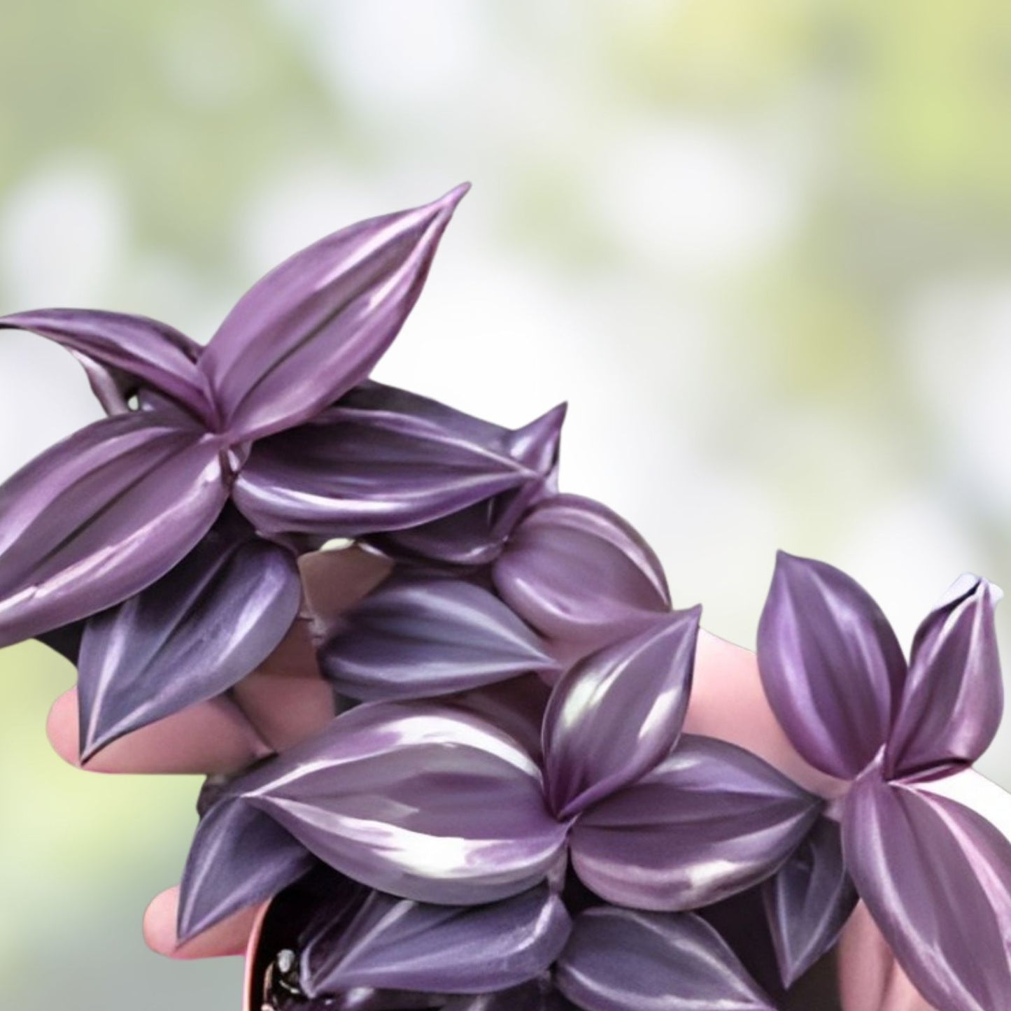 Tradescantia Zebrina Cuttings - Dark Burgundy Wandering Jew Plant Propagation - 12 Stem Cuttings for Easy Growth