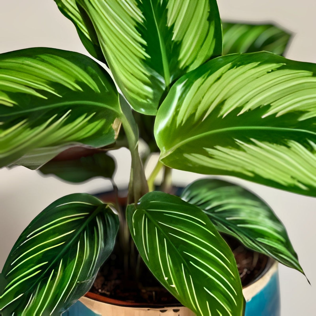 Calathea Beauty Star Plant - Live Indoor Houseplant - Exotic Foliage - Calathea ornata - Unique Leaf Patterns