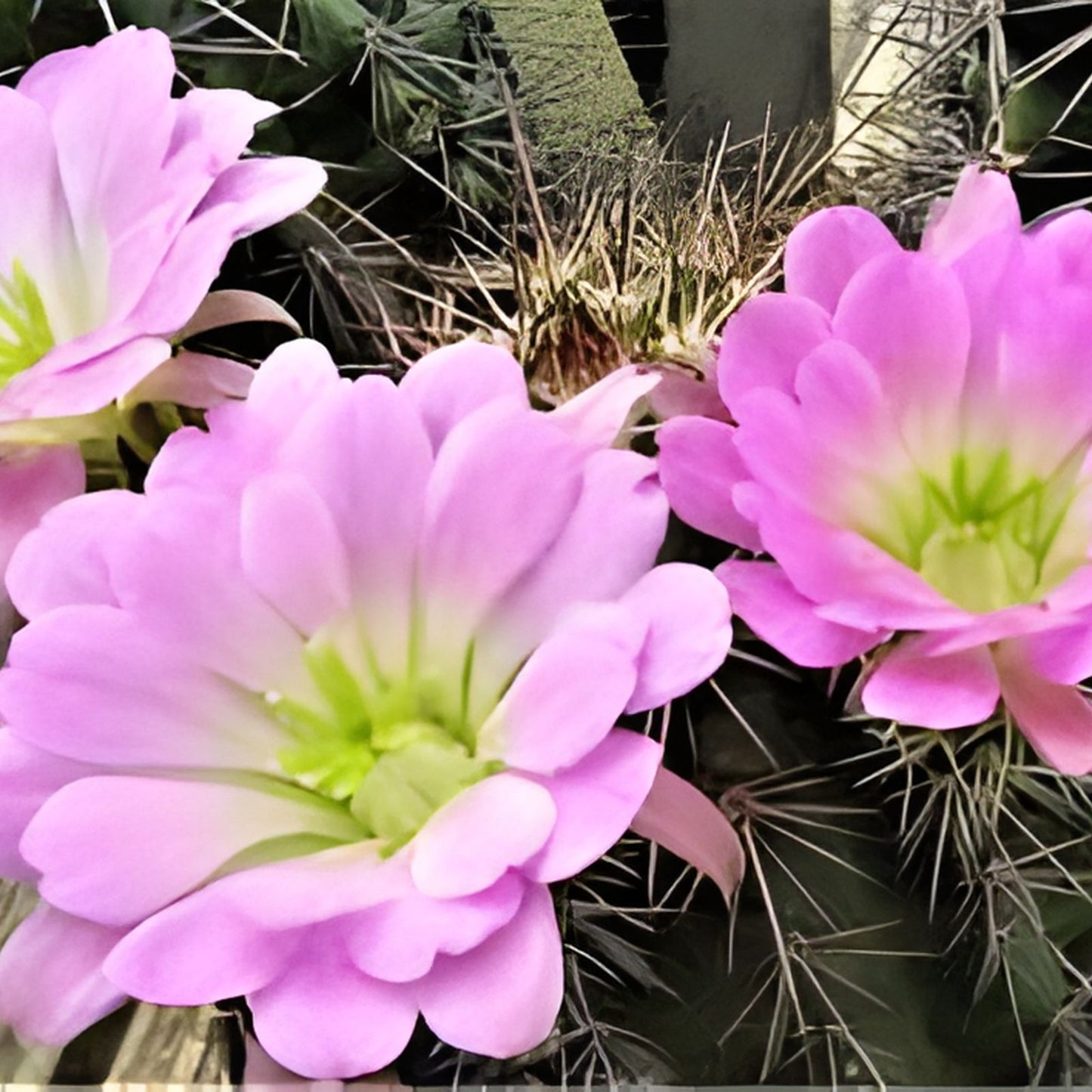 Echinocereus X Roetteri Live Rooted Plant | Roetter's Hedgehog Cactus | Unique Desert Succulent