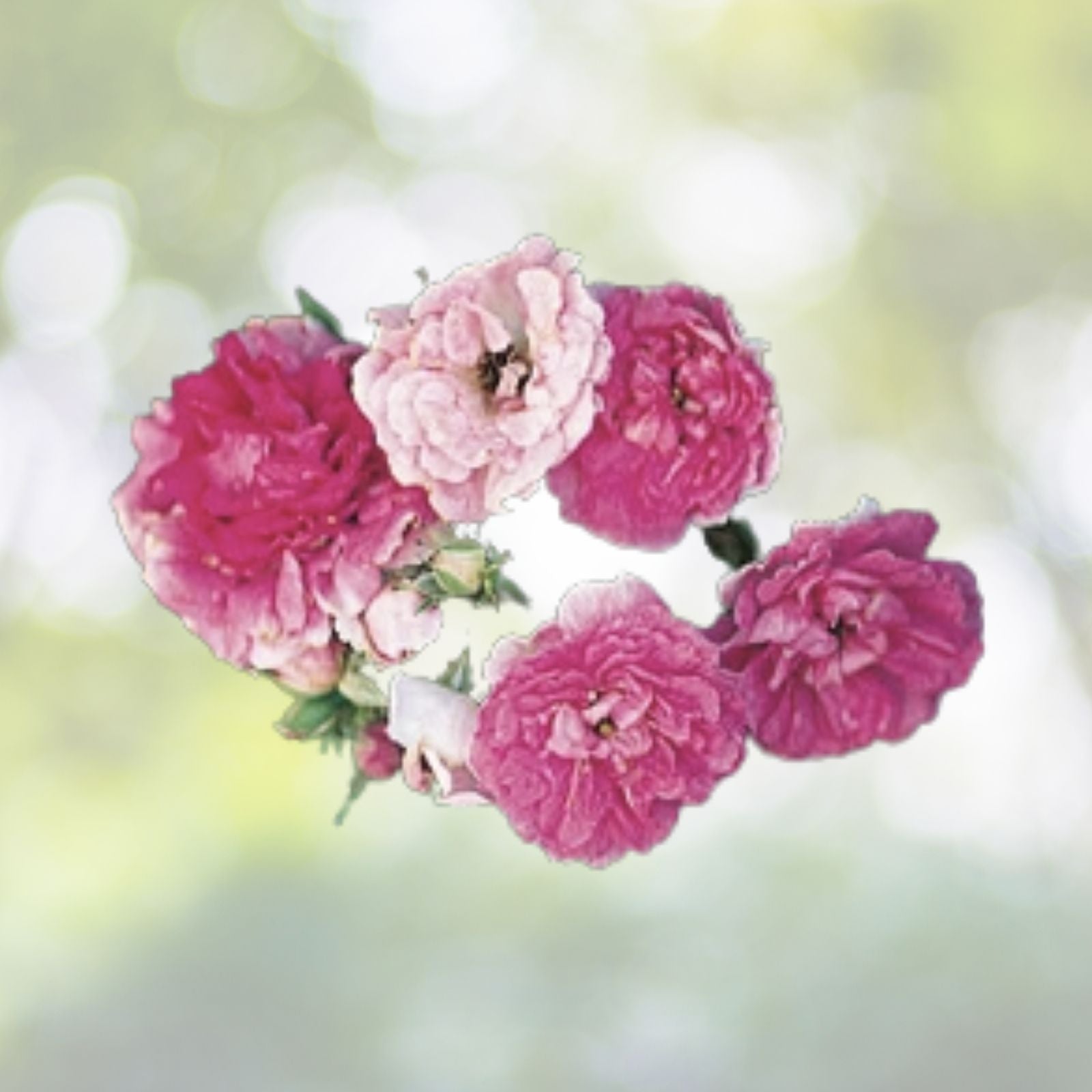 Heirloom Seven Sisters Rose Bushes 2 Live Plants Pink Climbing Rosa Multiflora