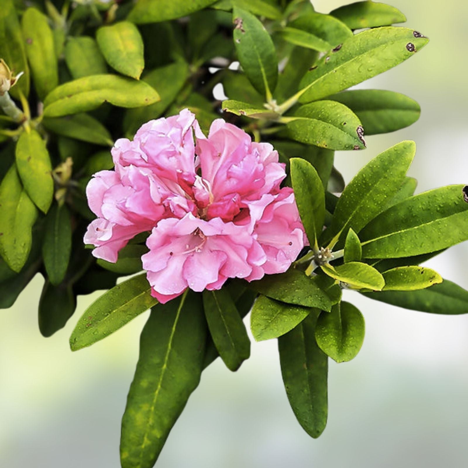 Rhododendron Starter Plant - Yaku Prince Variety - Well Rooted Dormant Shrub - Rhododendron spp,