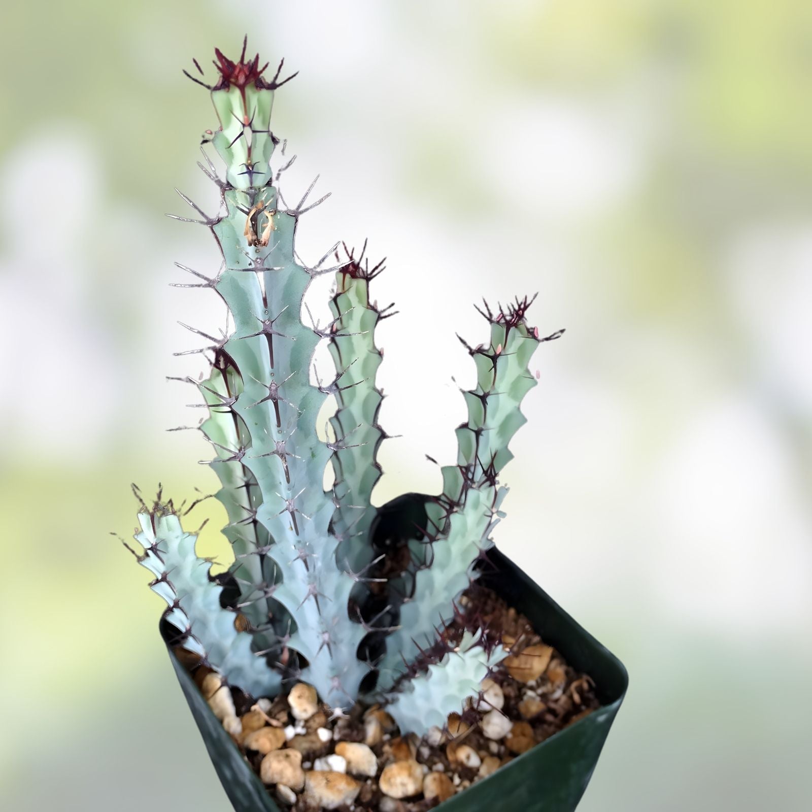 Euphorbia Greenwayi Medusoid Succulent Plant - 3 Year Branched Spurge - Unique Green Foliage - Rare Indoor Plant