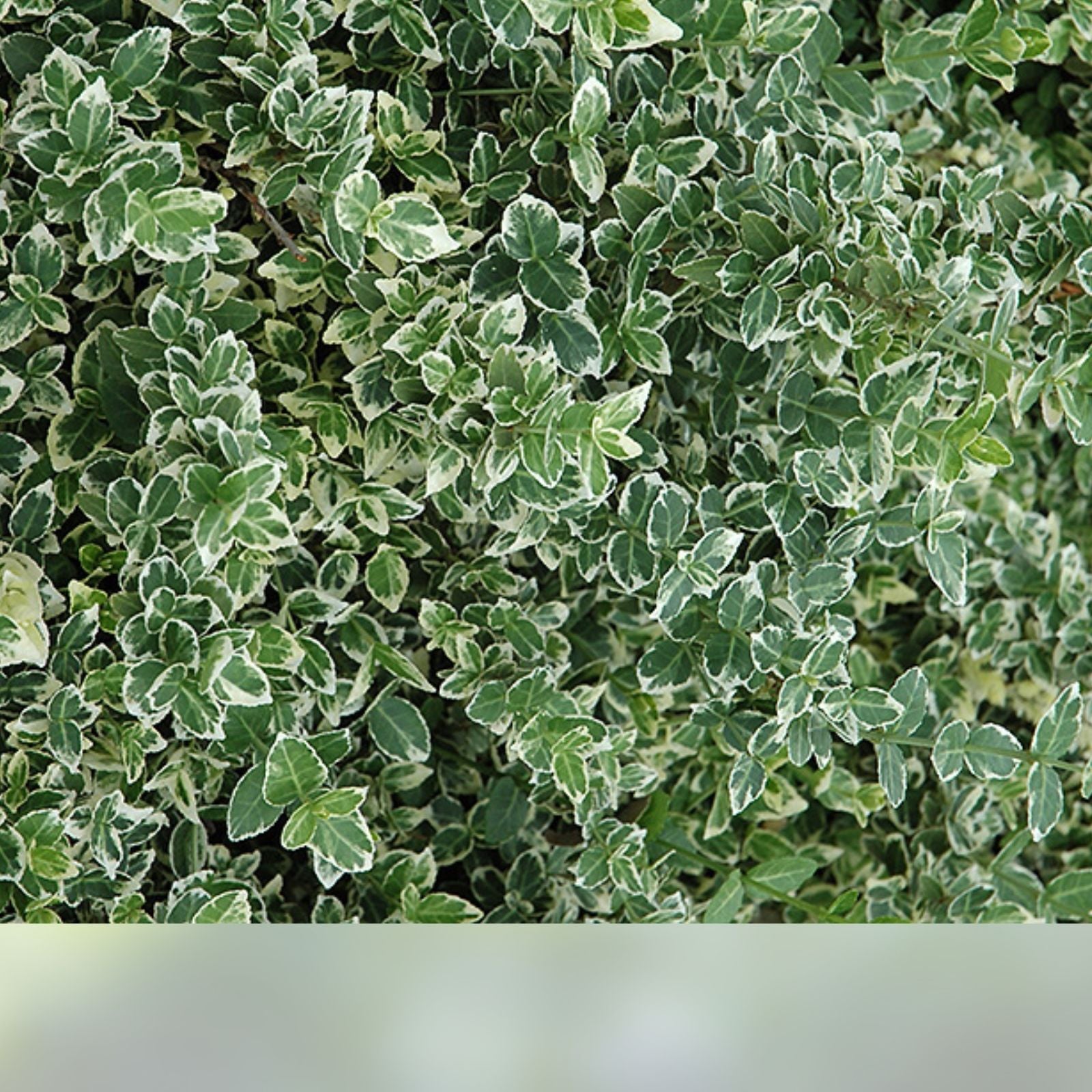 Variegated Wintercreeper Starter Plants Set of 6, Evergreen Ground Cover, Euonymus fortunei 'Variegatus'