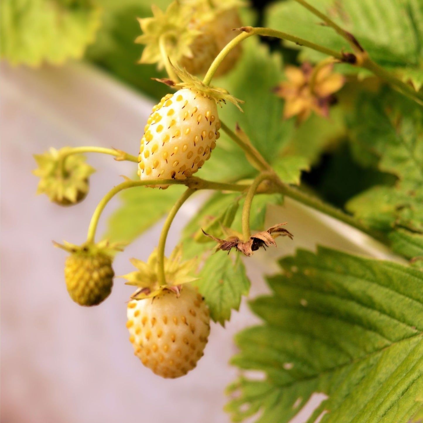 Yellow Alpine Strawberry Seeds - 50 Non-GMO Fragaria vesca for Planting - Edible Fruit, Garden, Patio, Organic Seed