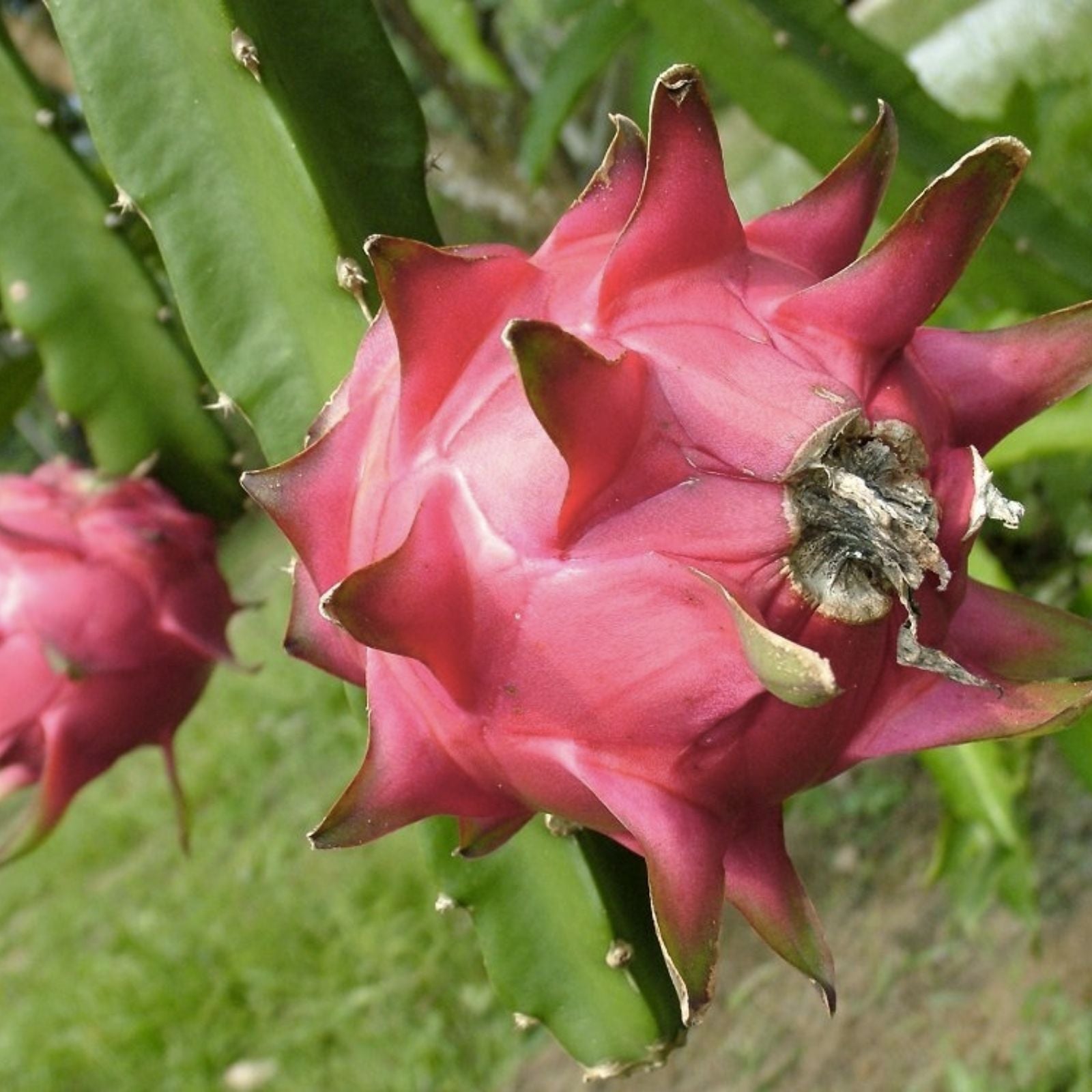 Mystery Dragonfruit Cutting 6+ Inches Fully Rooted Hylocereus spp, Fruit Plant Varieties