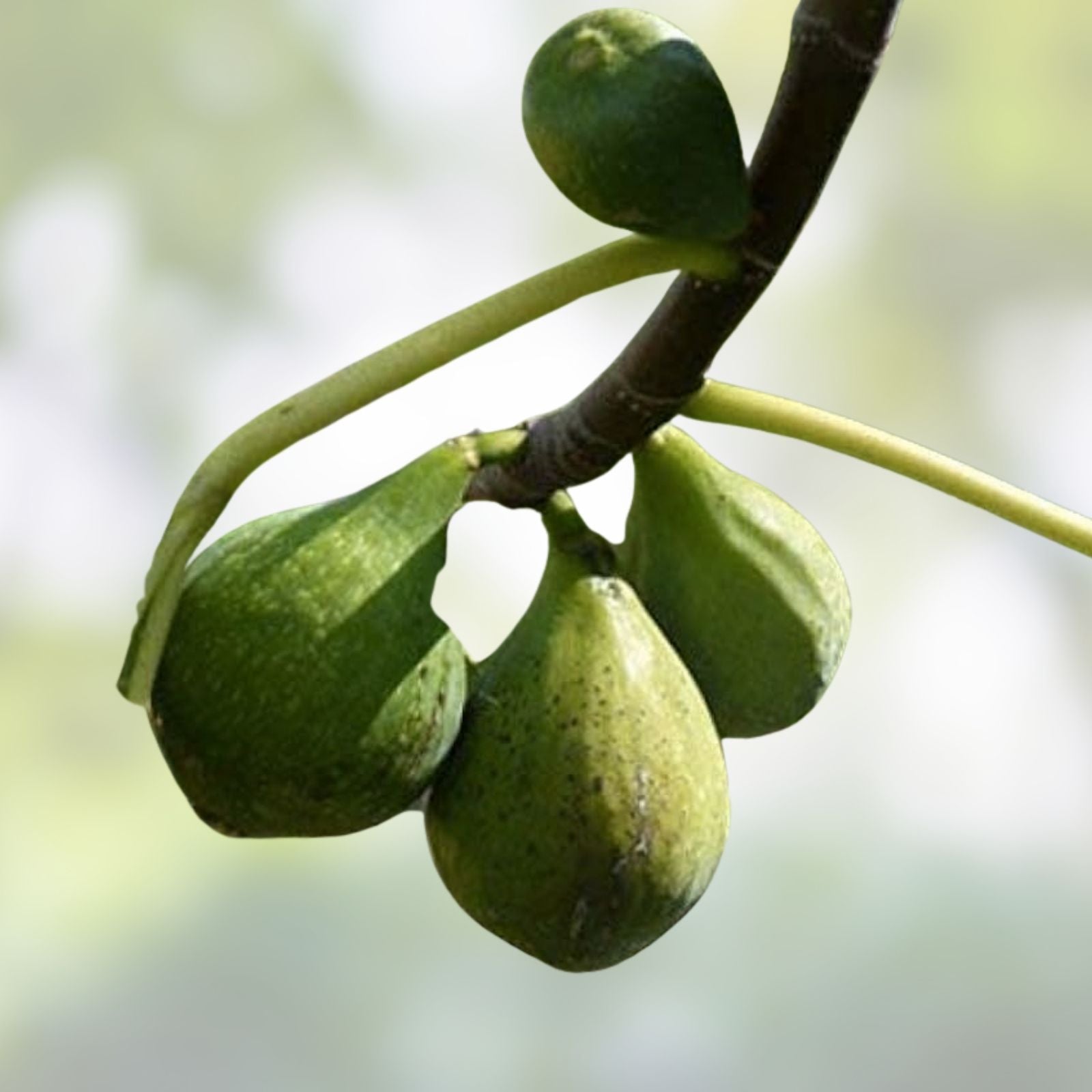 Desert King Fig Cuttings - 2 Stem Live Plant with Willow Water for Rooting - Ficus carica - Edible Fruit Tree Propagation